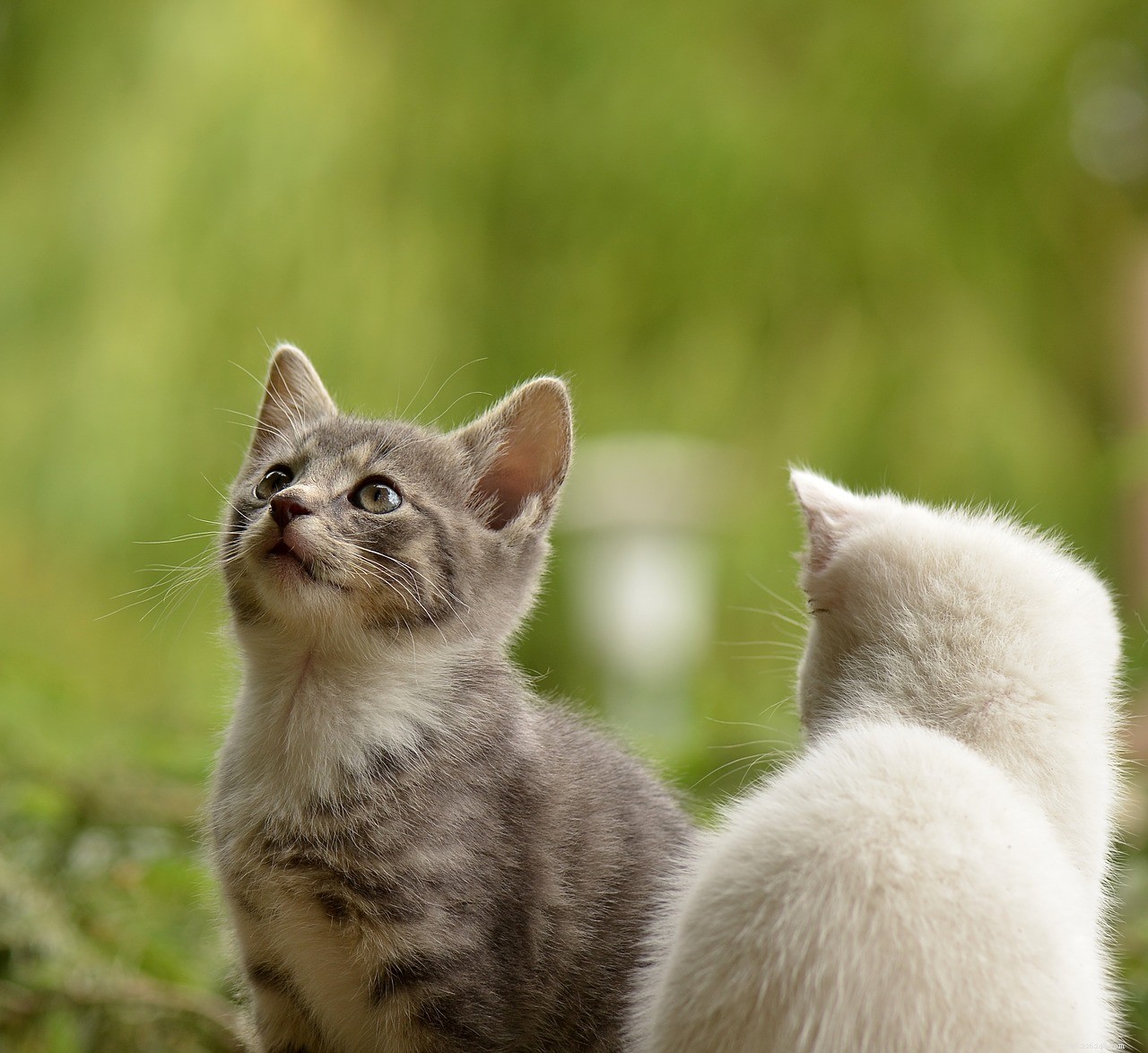 Effective Cat Training: A Step-by-Step Guide for Kittens & Adult Cats