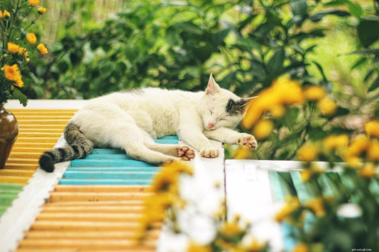 Effective Cat Training: A Step-by-Step Guide for Kittens & Adult Cats