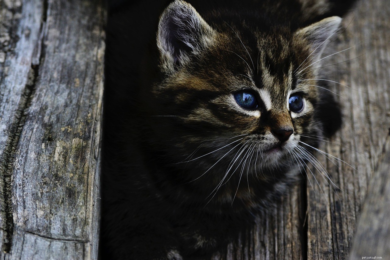Effective Cat Training: A Step-by-Step Guide for Kittens & Adult Cats
