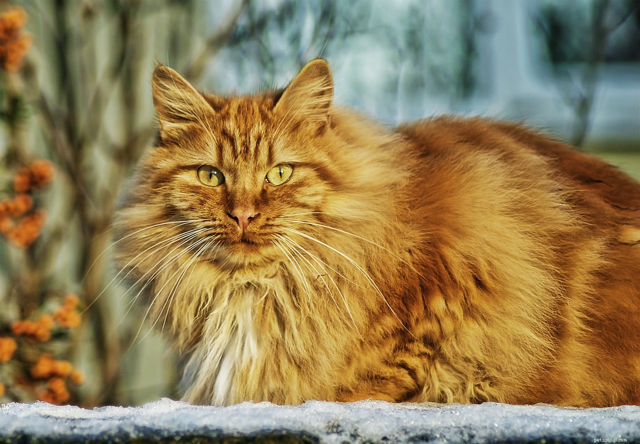 Effective Cat Training: A Step-by-Step Guide for Kittens & Adult Cats