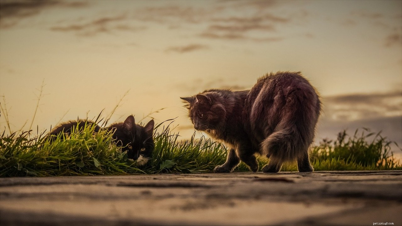 Effective Cat Training: A Step-by-Step Guide for Kittens & Adult Cats