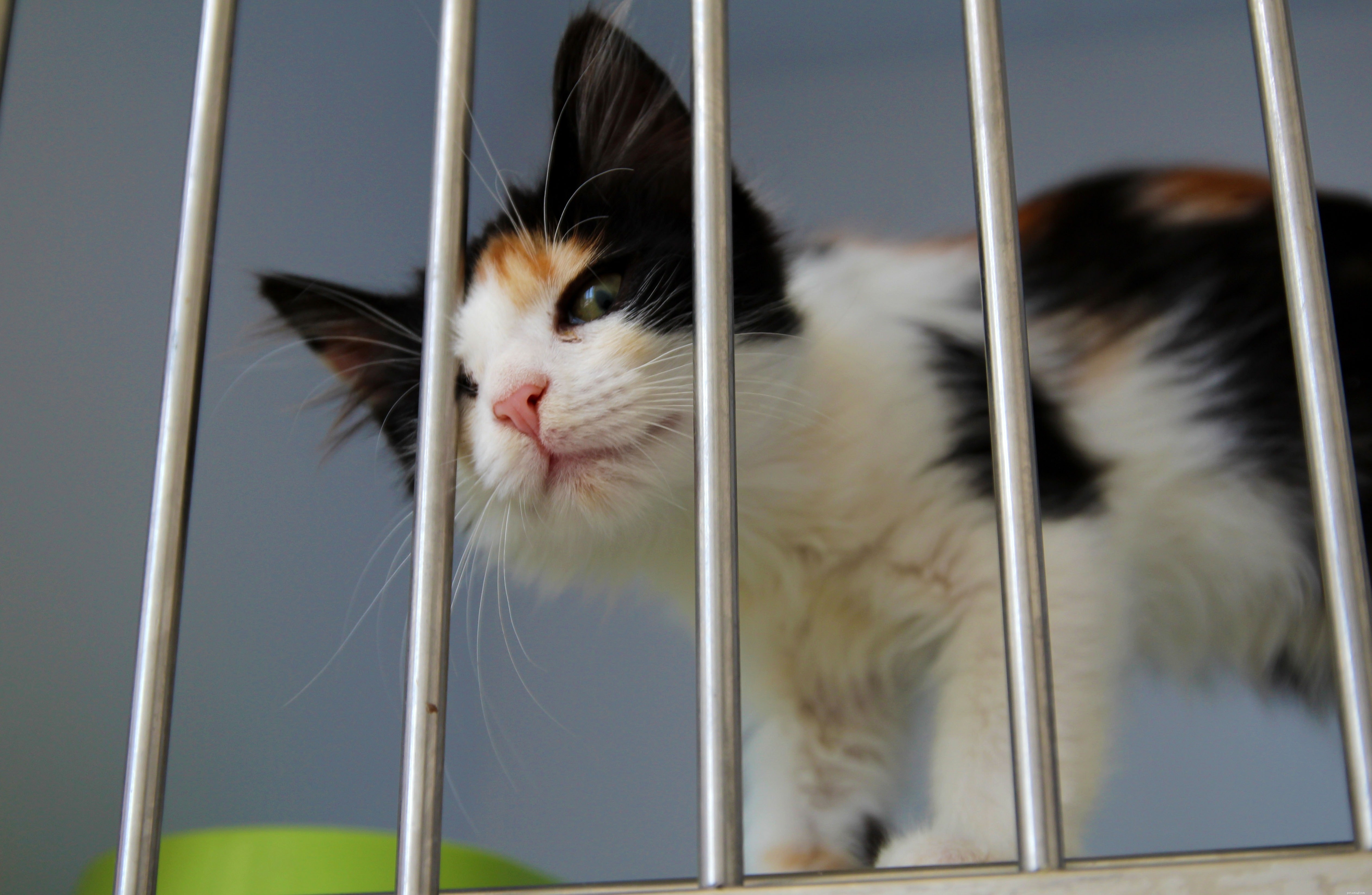 Choosing the Right Companion: Adopt a Cat or Buy a Kitten?