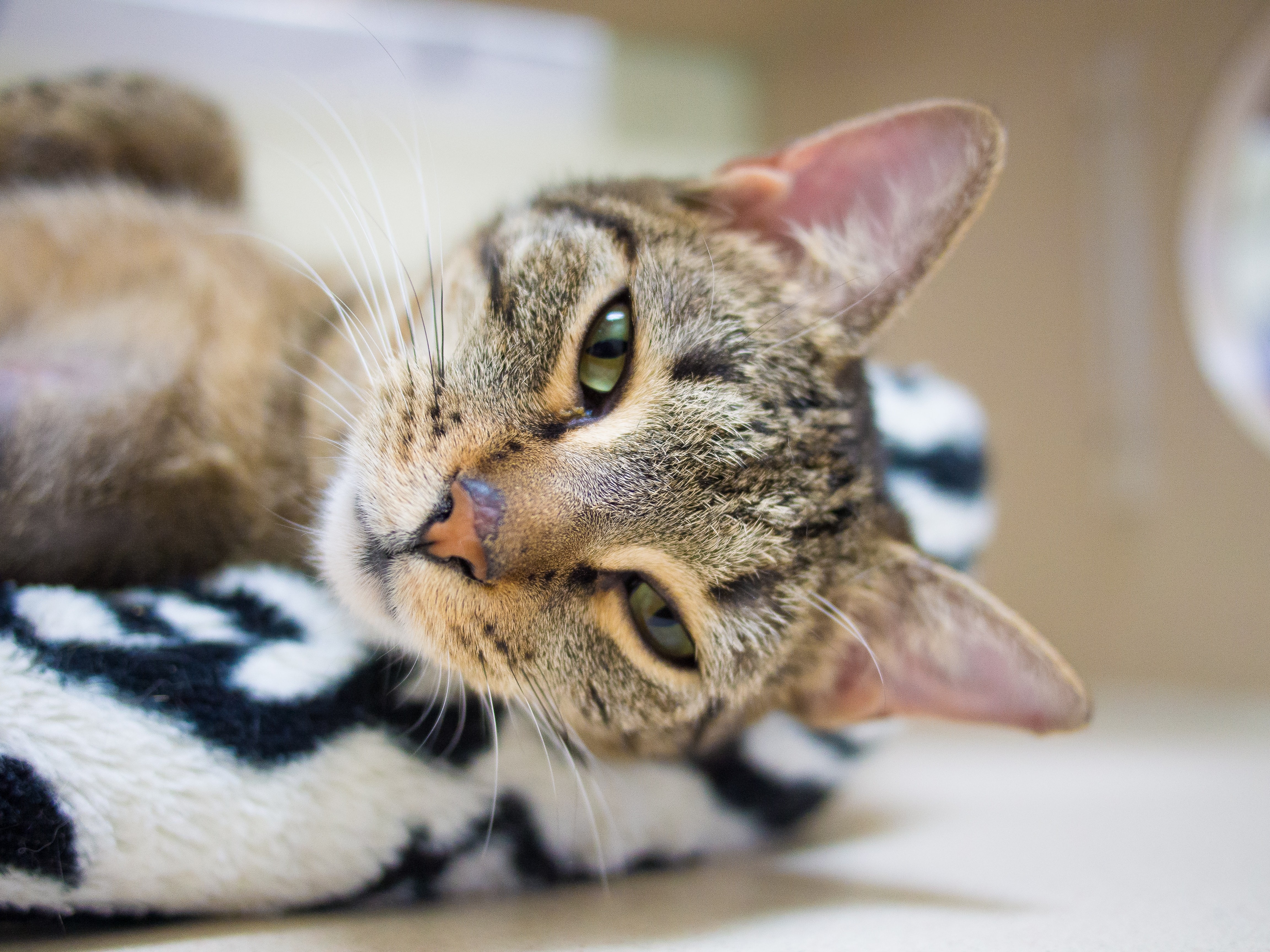 Choosing the Right Companion: Adopt a Cat or Buy a Kitten?