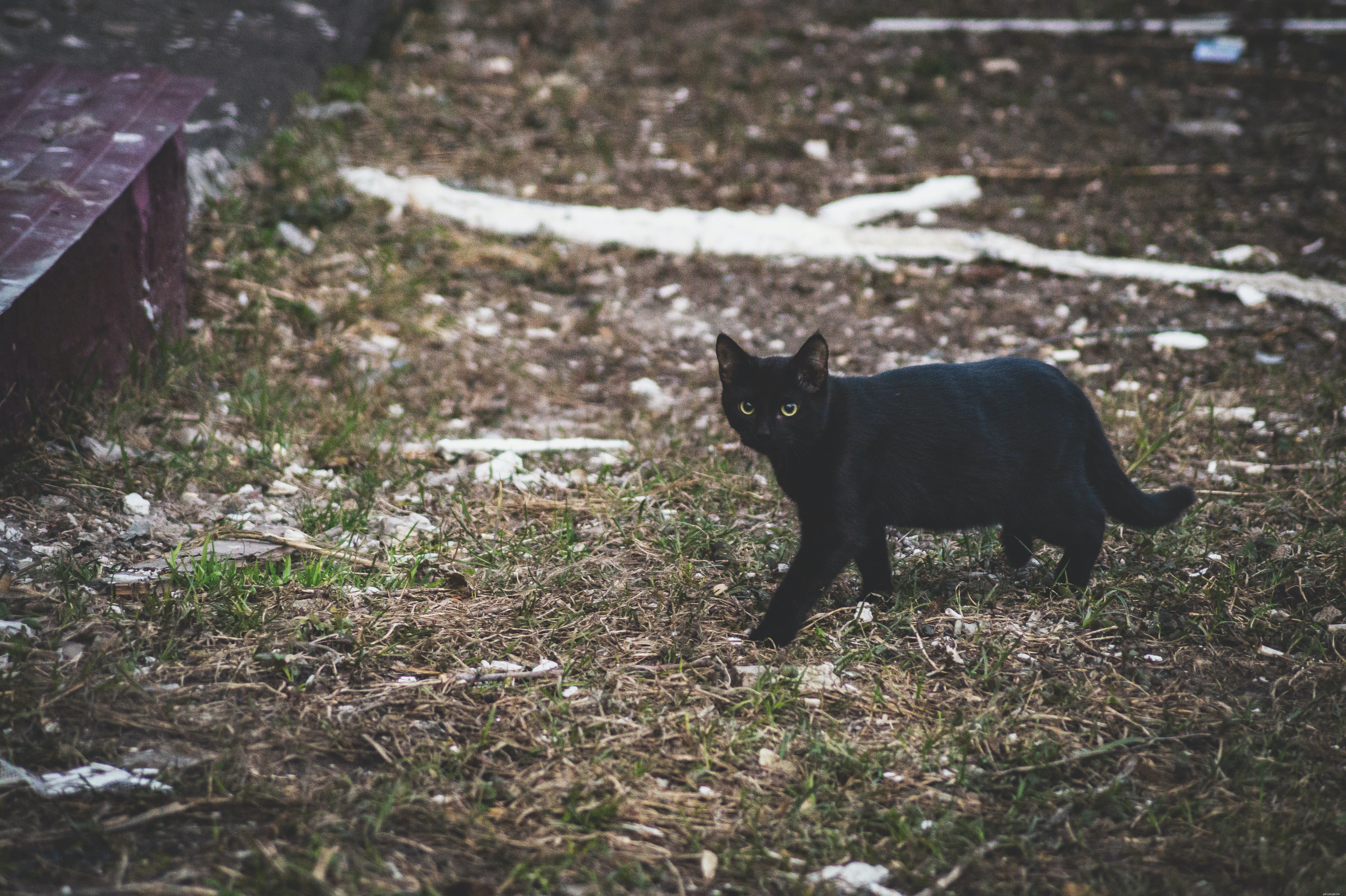 Choosing the Right Companion: Adopt a Cat or Buy a Kitten?