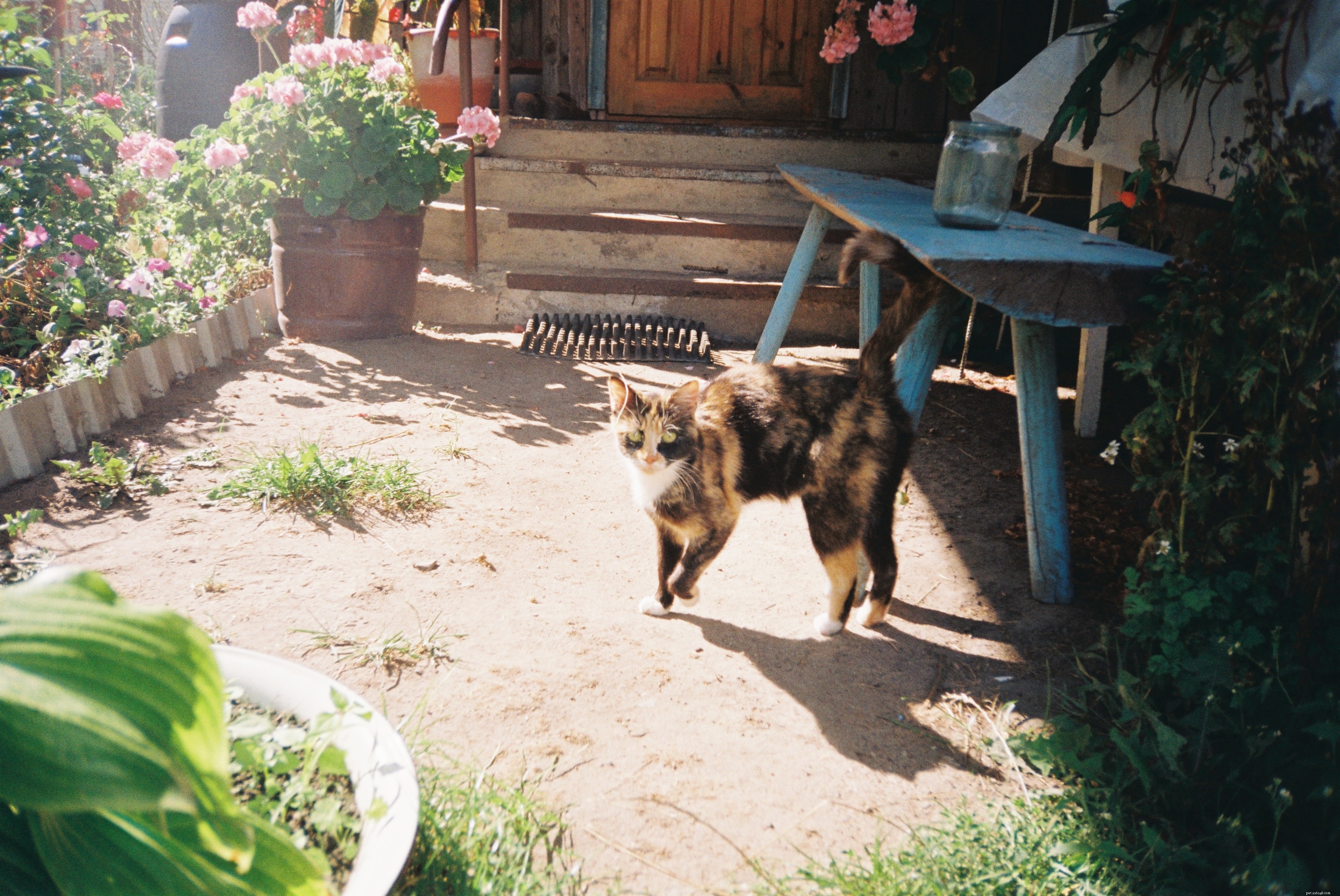 Choosing the Right Companion: Adopt a Cat or Buy a Kitten?