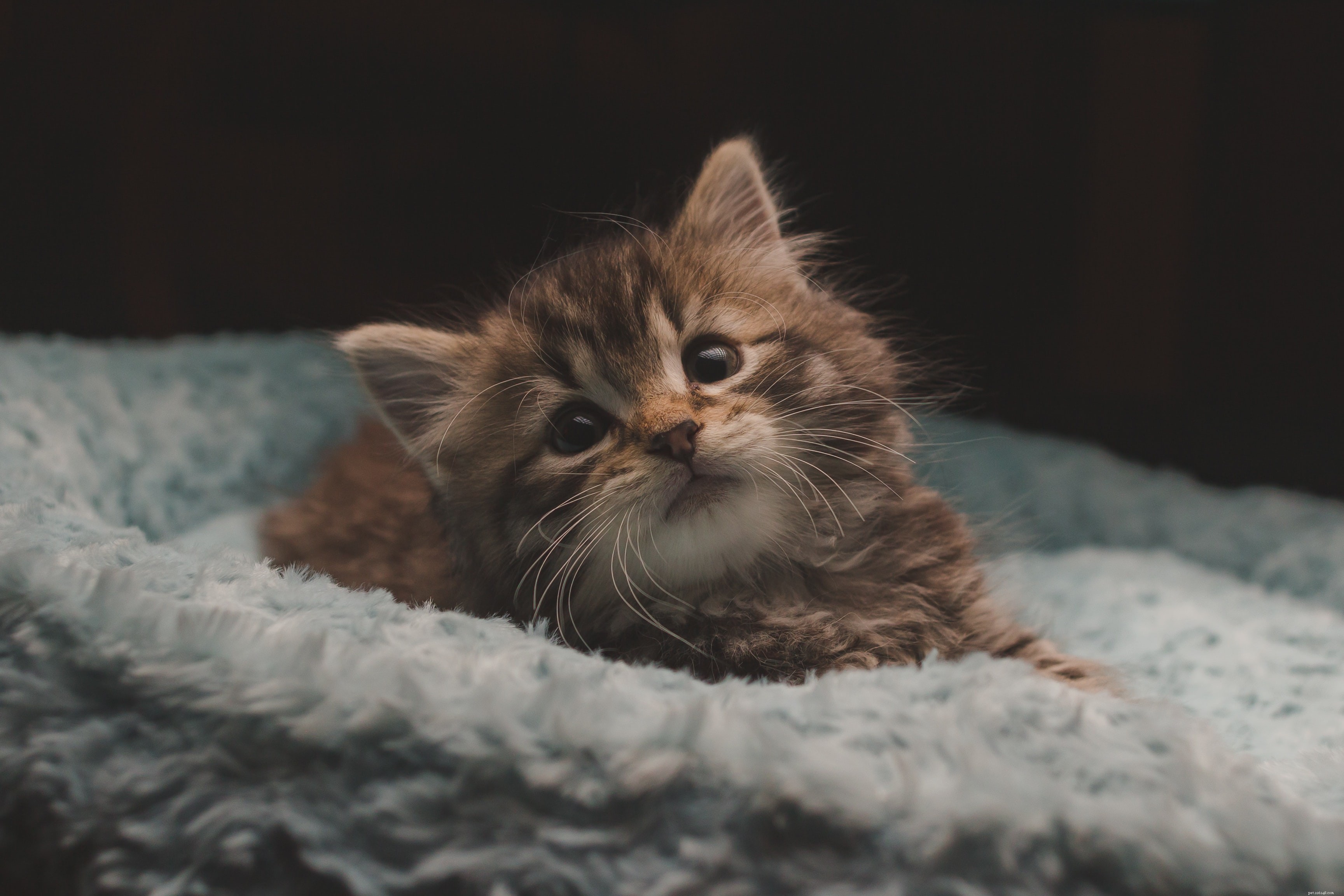 Choosing the Right Companion: Adopt a Cat or Buy a Kitten?