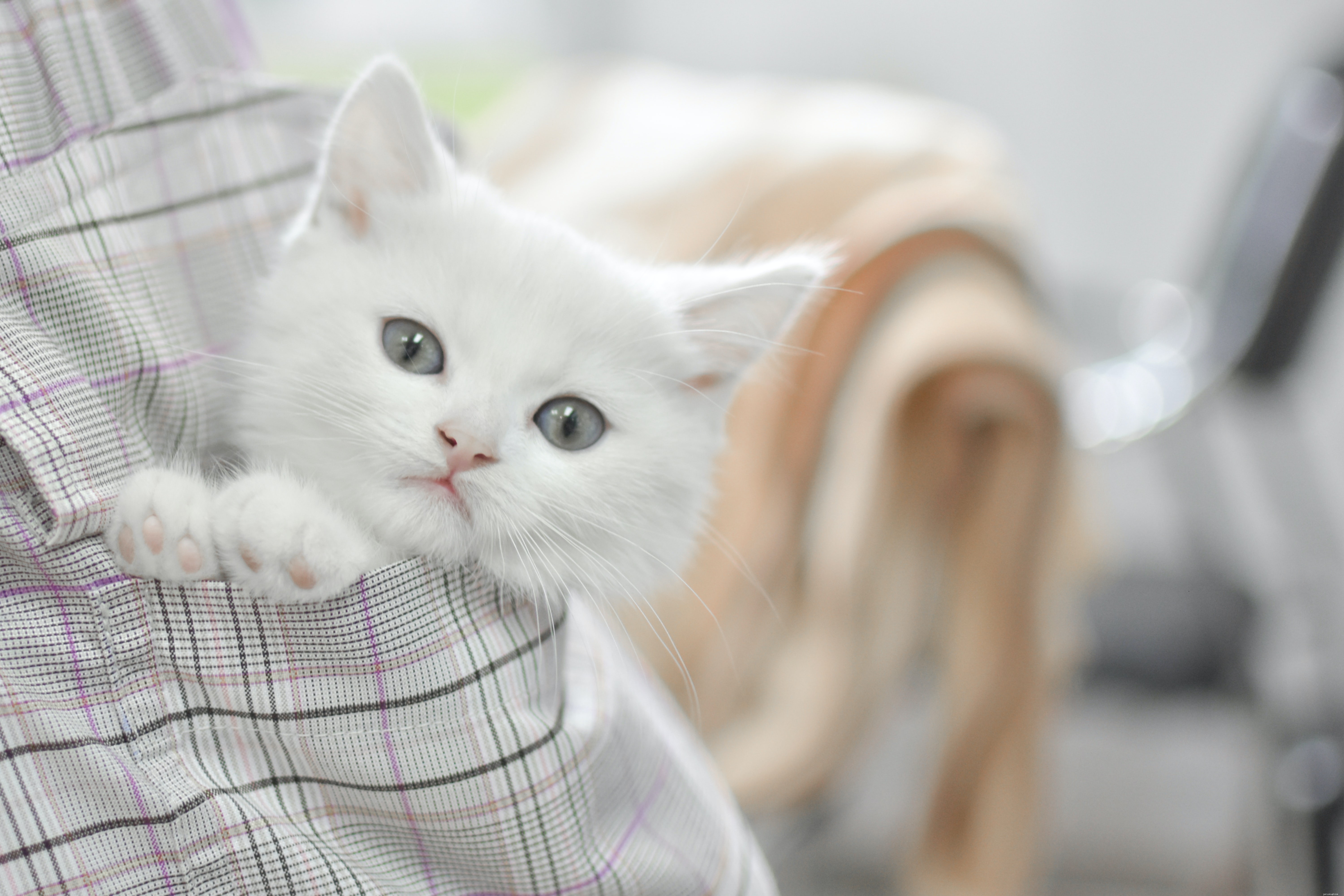Choosing the Right Companion: Adopt a Cat or Buy a Kitten?