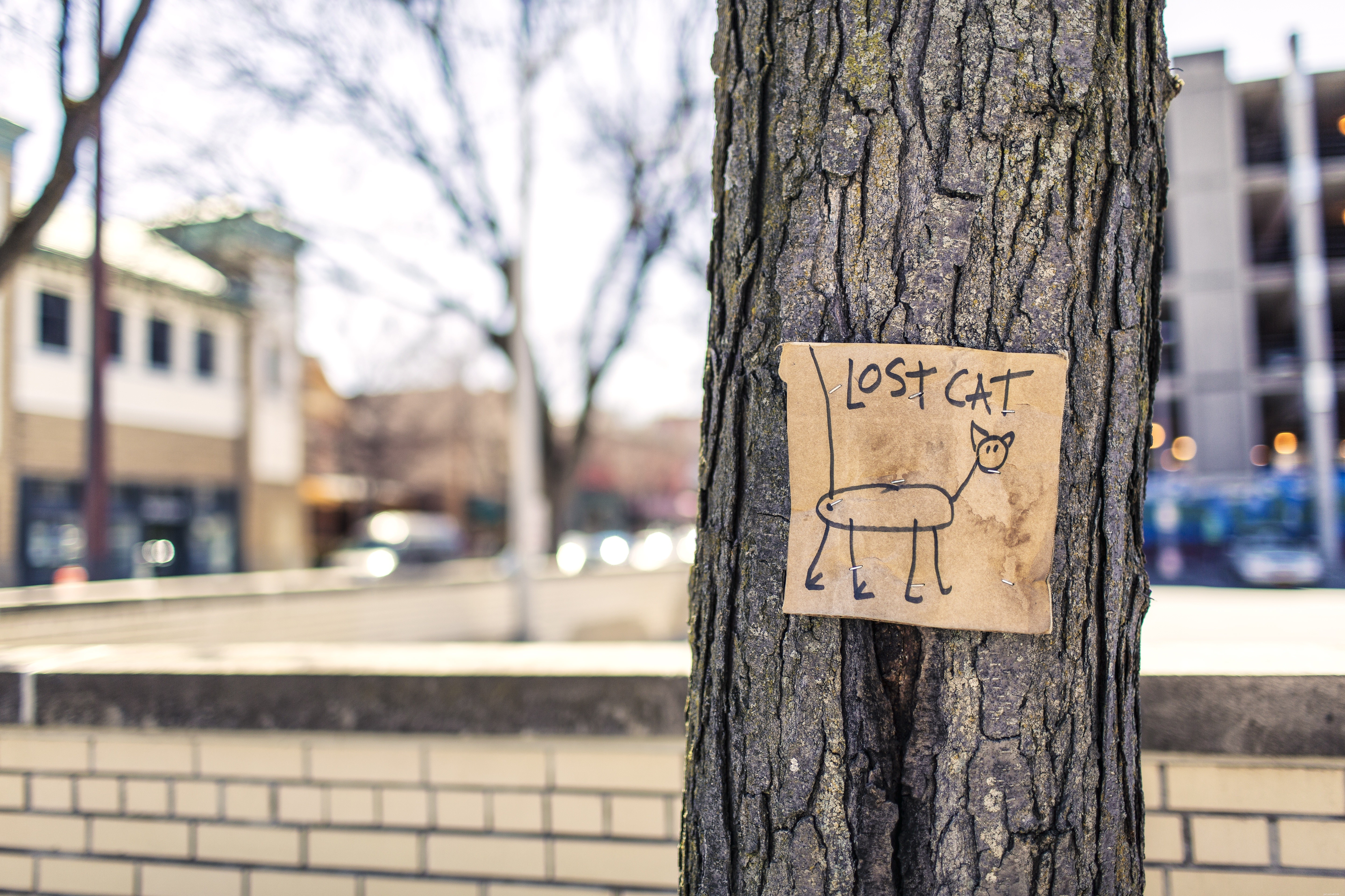 How to Safely Rescue a Cat That’s Stranded in a Tree
