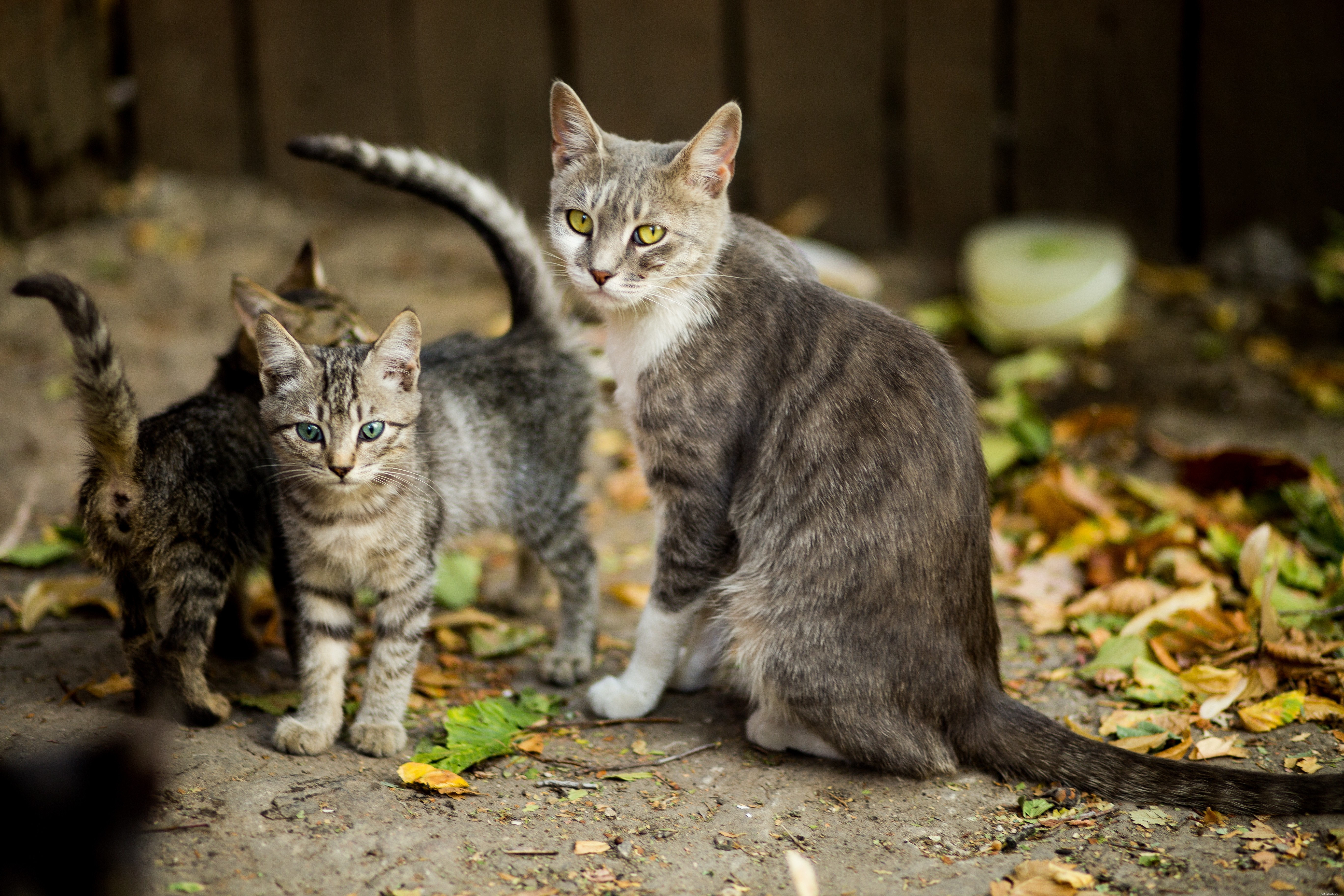 Cat Bites: Causes, Treatment, and Prevention Tips