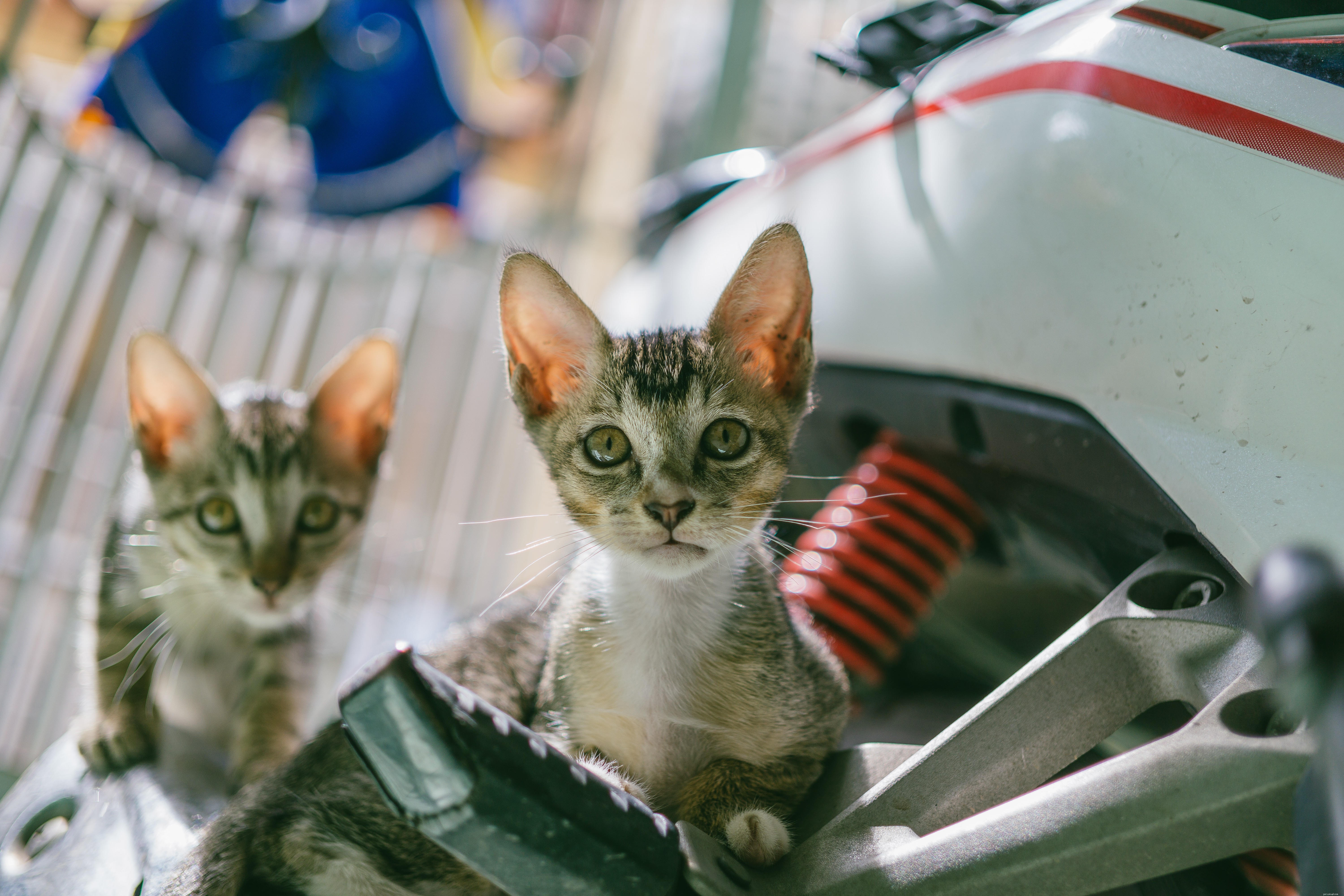 Cat Bites: Causes, Treatment, and Prevention Tips