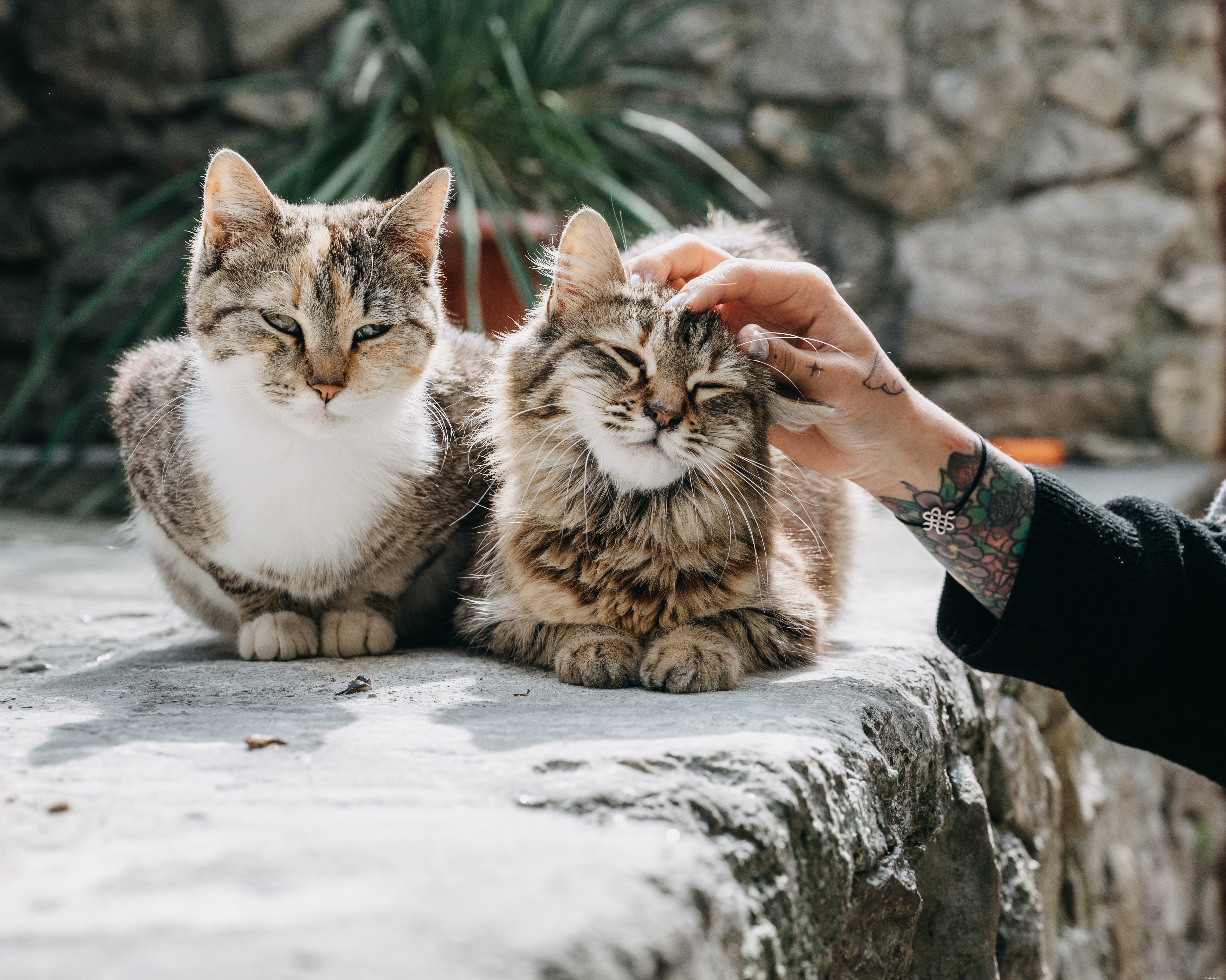 Cat Bites: Causes, Treatment, and Prevention Tips