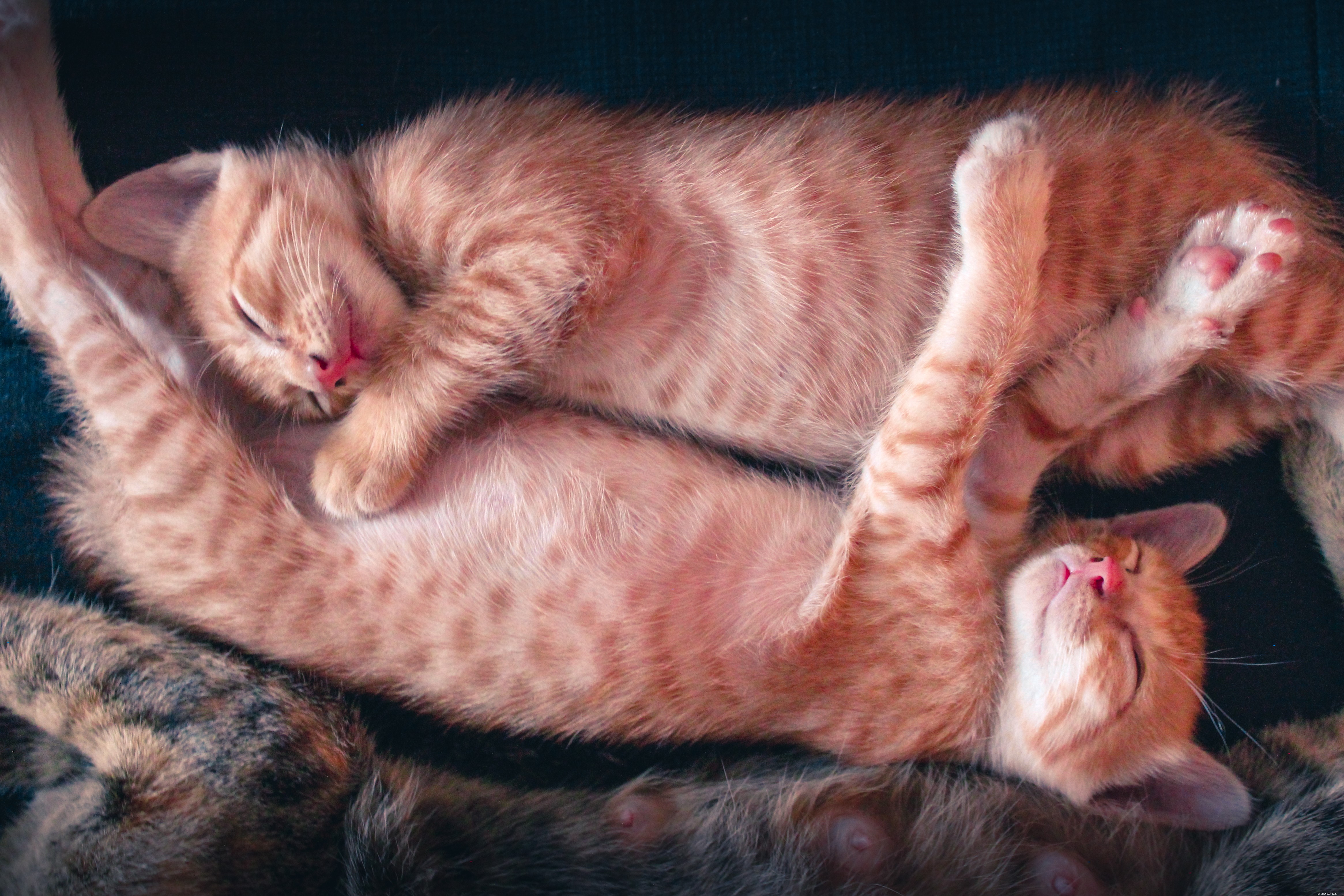 Cat Bites: Causes, Treatment, and Prevention Tips
