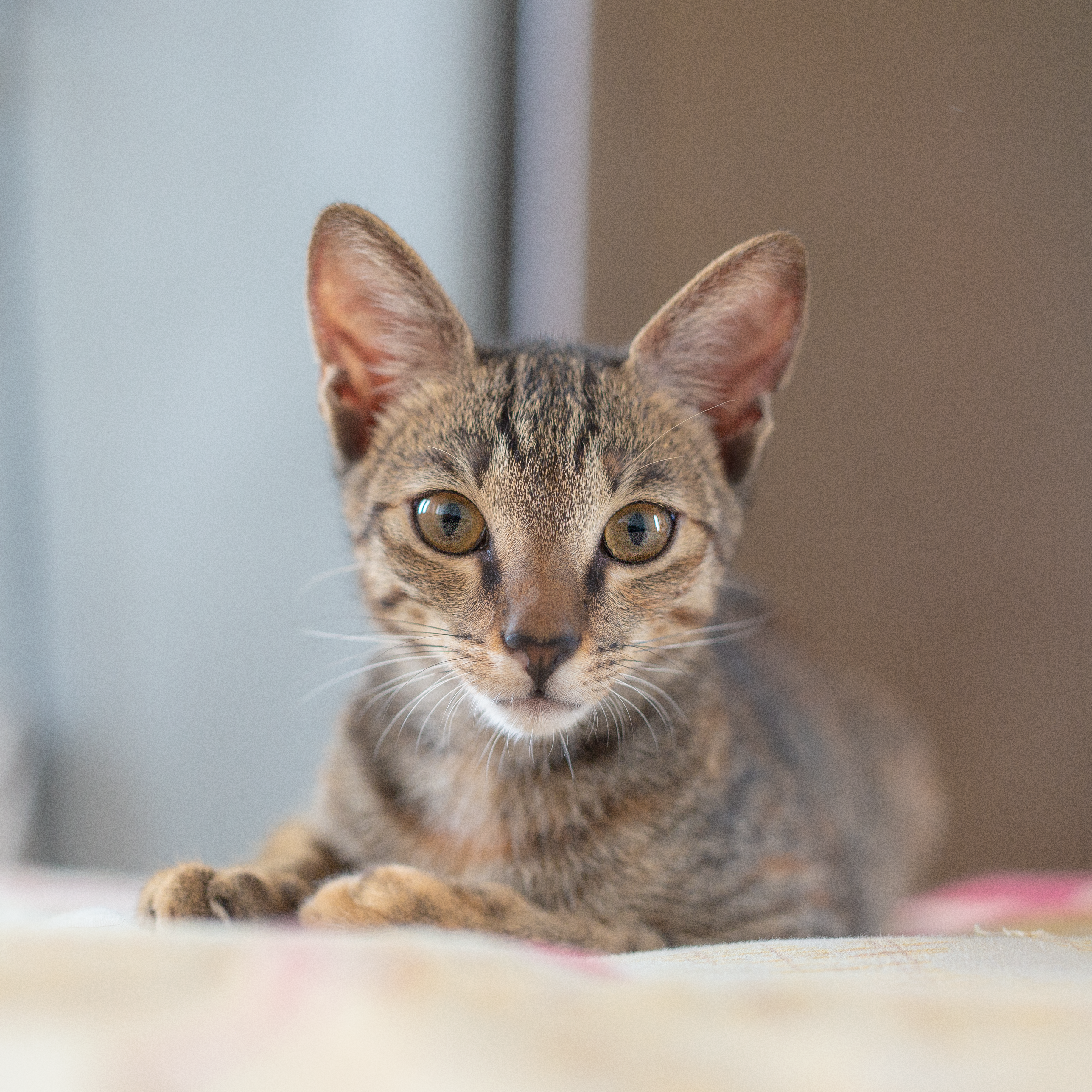 Cat Bites: Causes, Treatment, and Prevention Tips