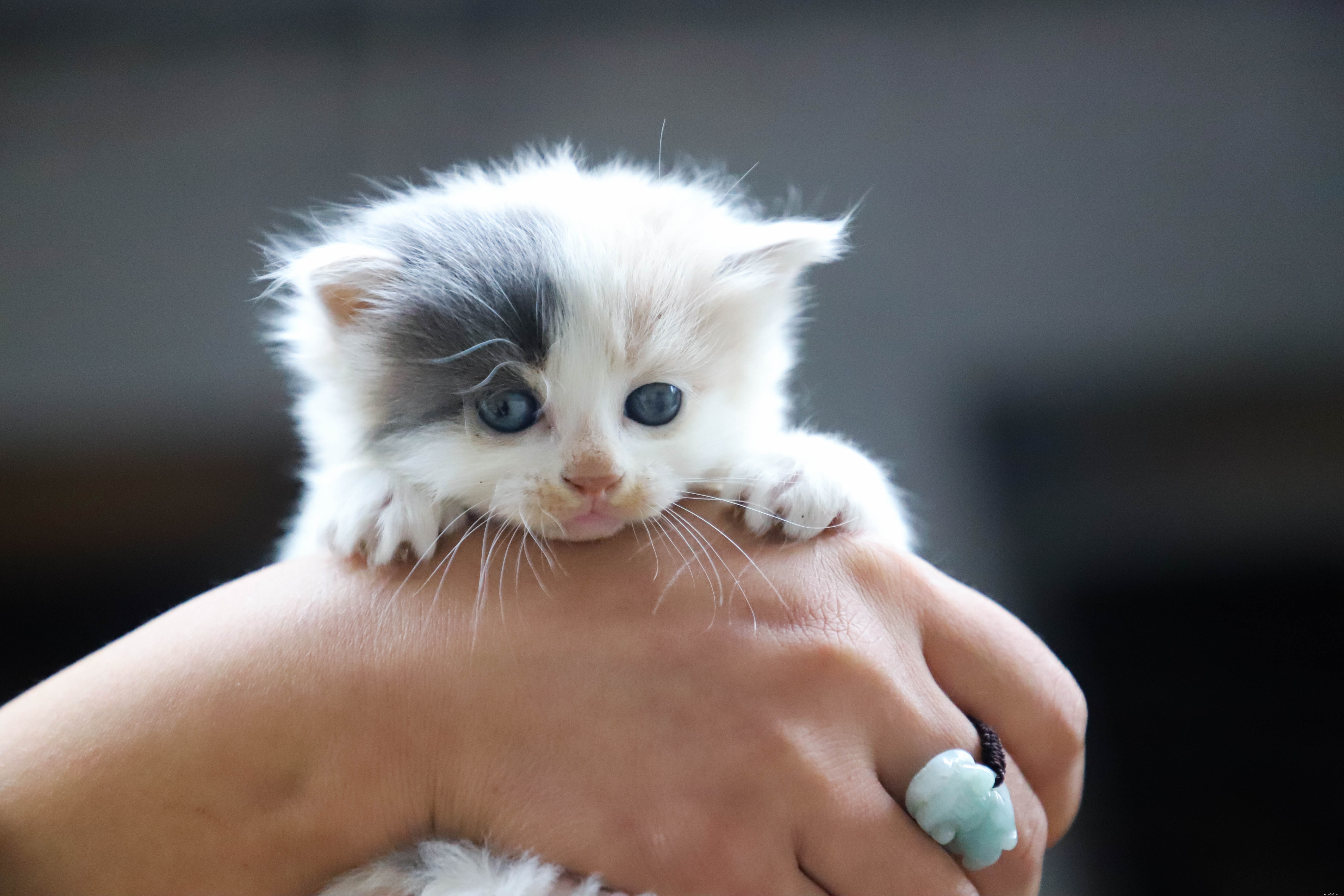 A Comprehensive Guide to Starting a Responsible Cat Breeding Business