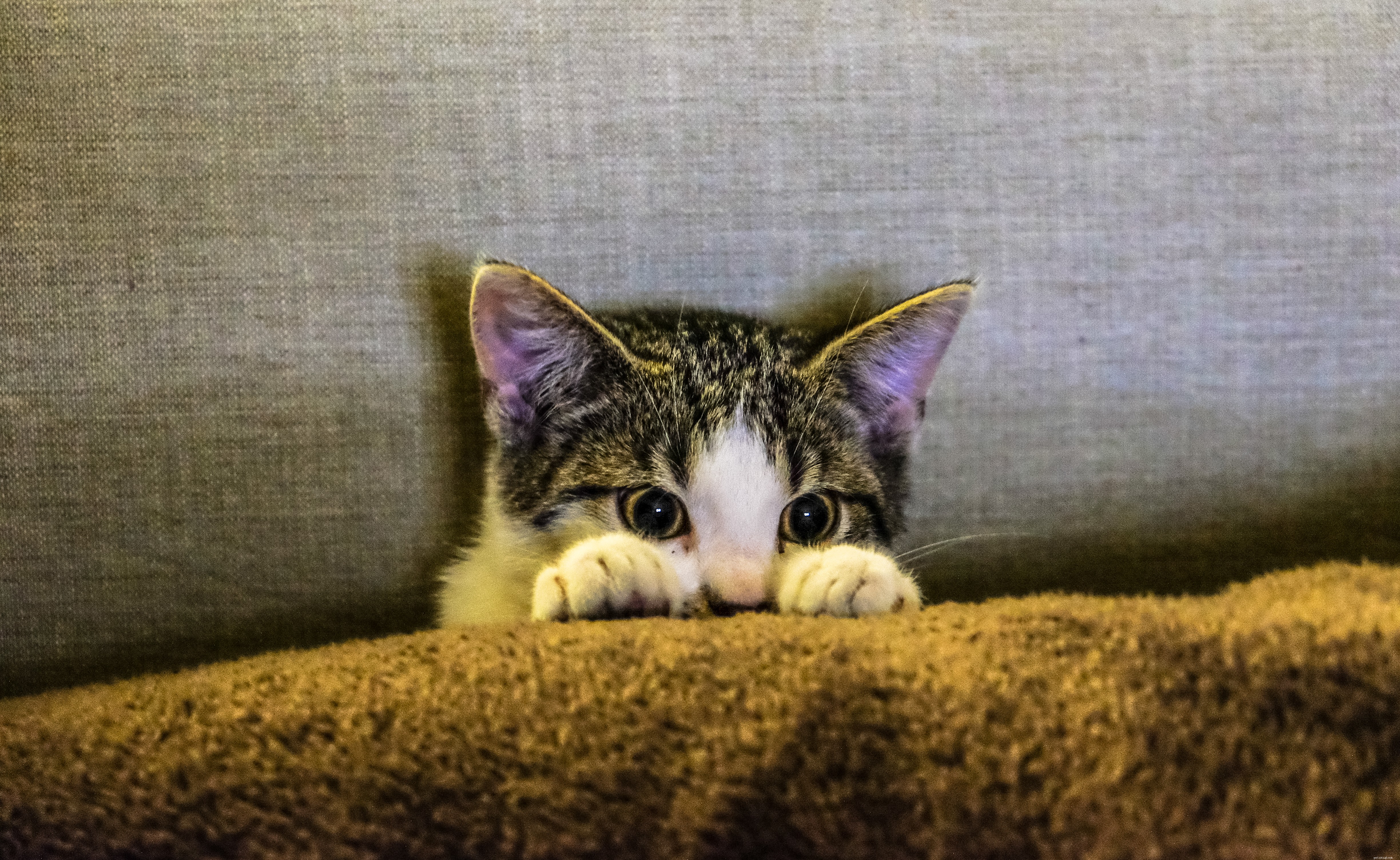 A Comprehensive Guide to Starting a Responsible Cat Breeding Business