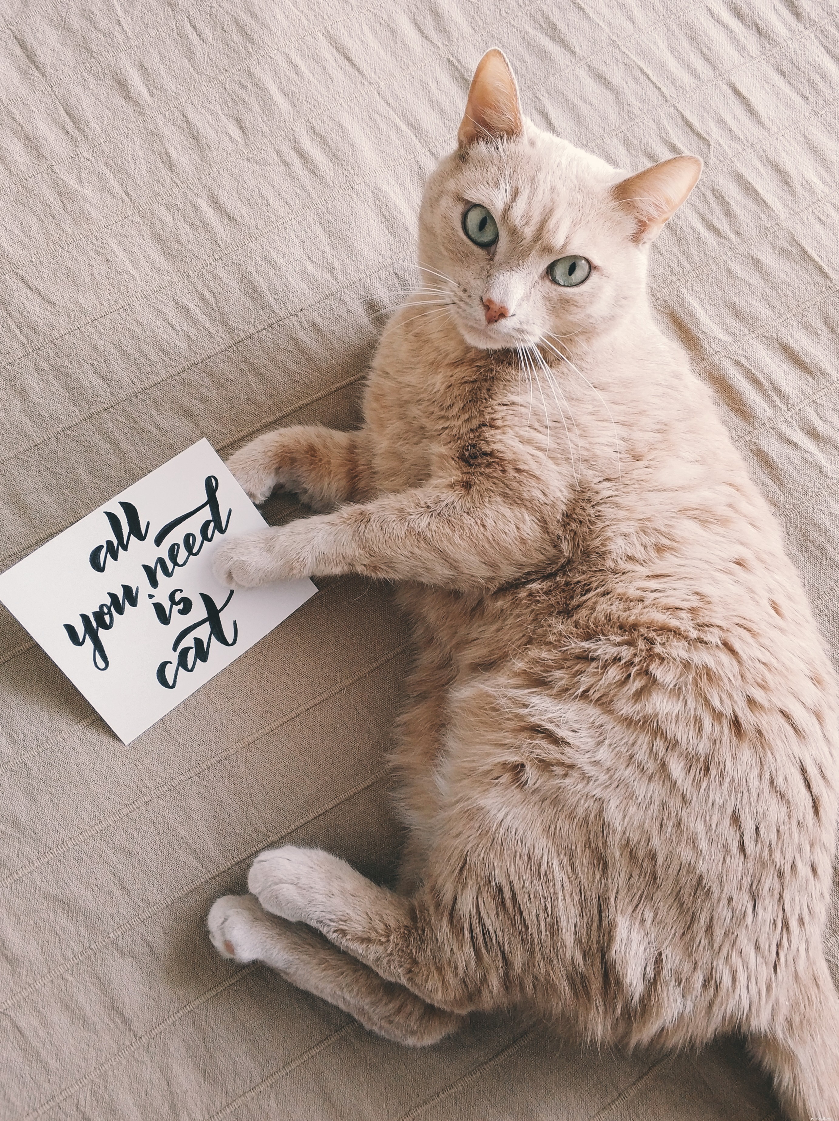Choosing the Perfect Cat for Your Child: A Guide to Friendly, Patient Pets