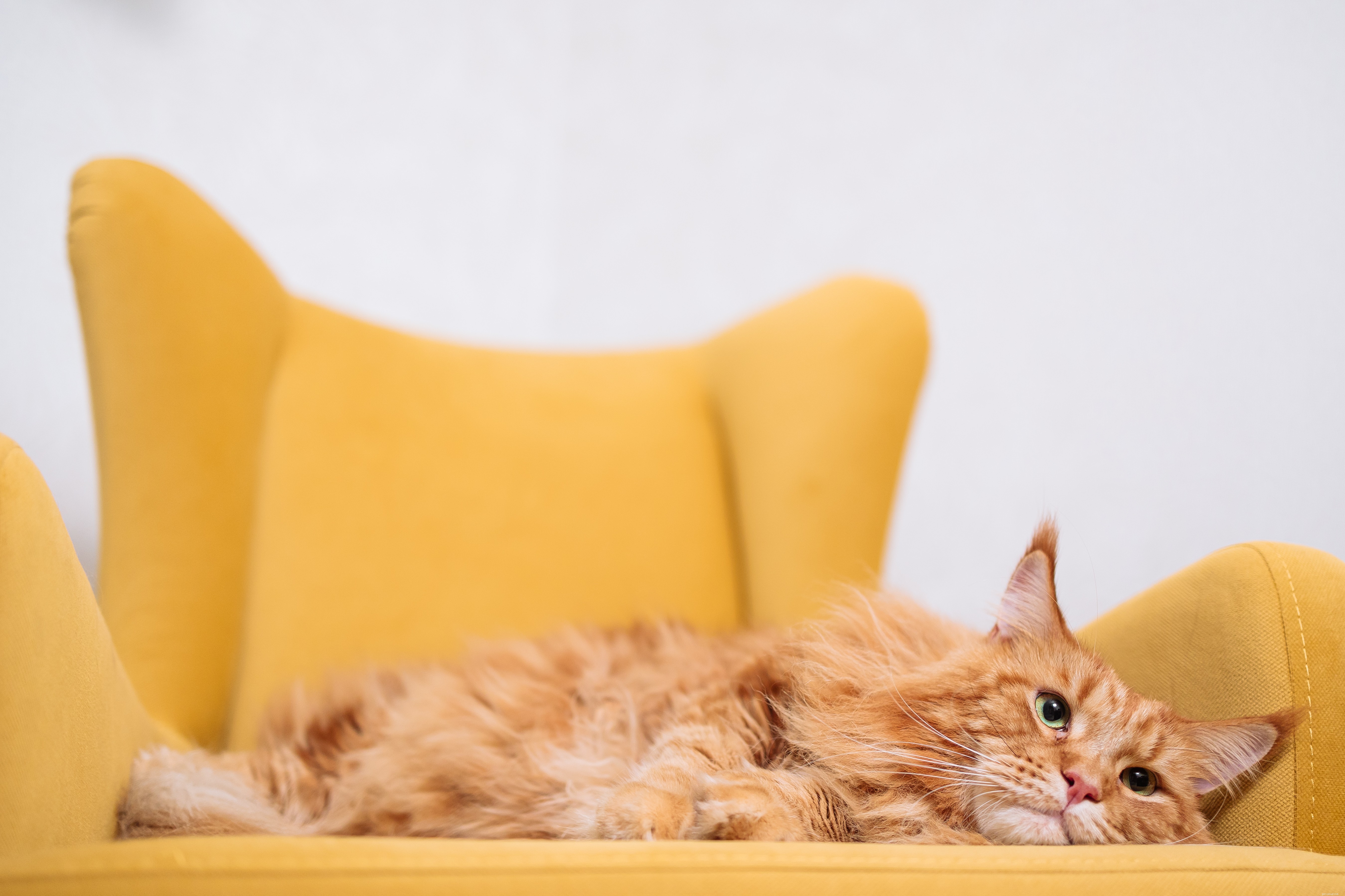 Choosing the Perfect Cat for Your Child: A Guide to Friendly, Patient Pets