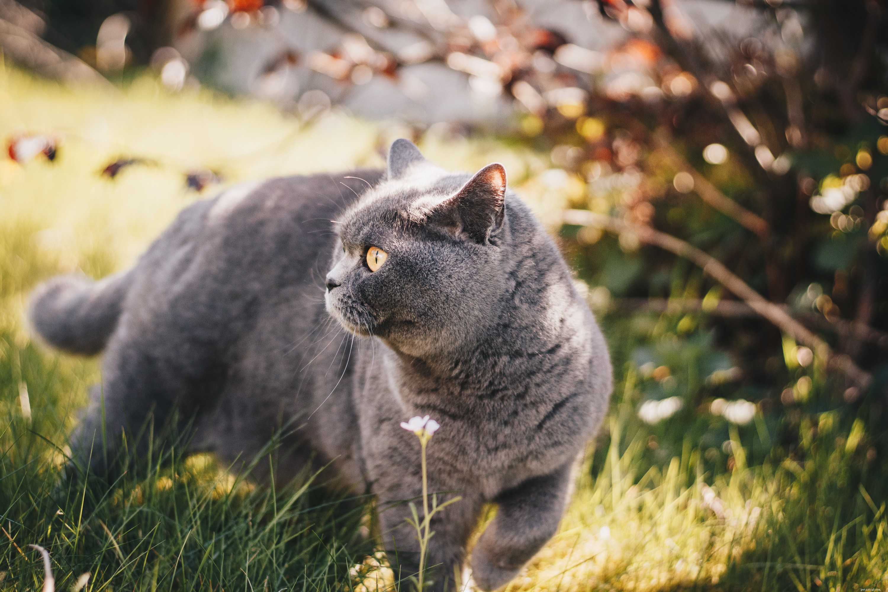 Choosing the Perfect Cat for Your Child: A Guide to Friendly, Patient Pets