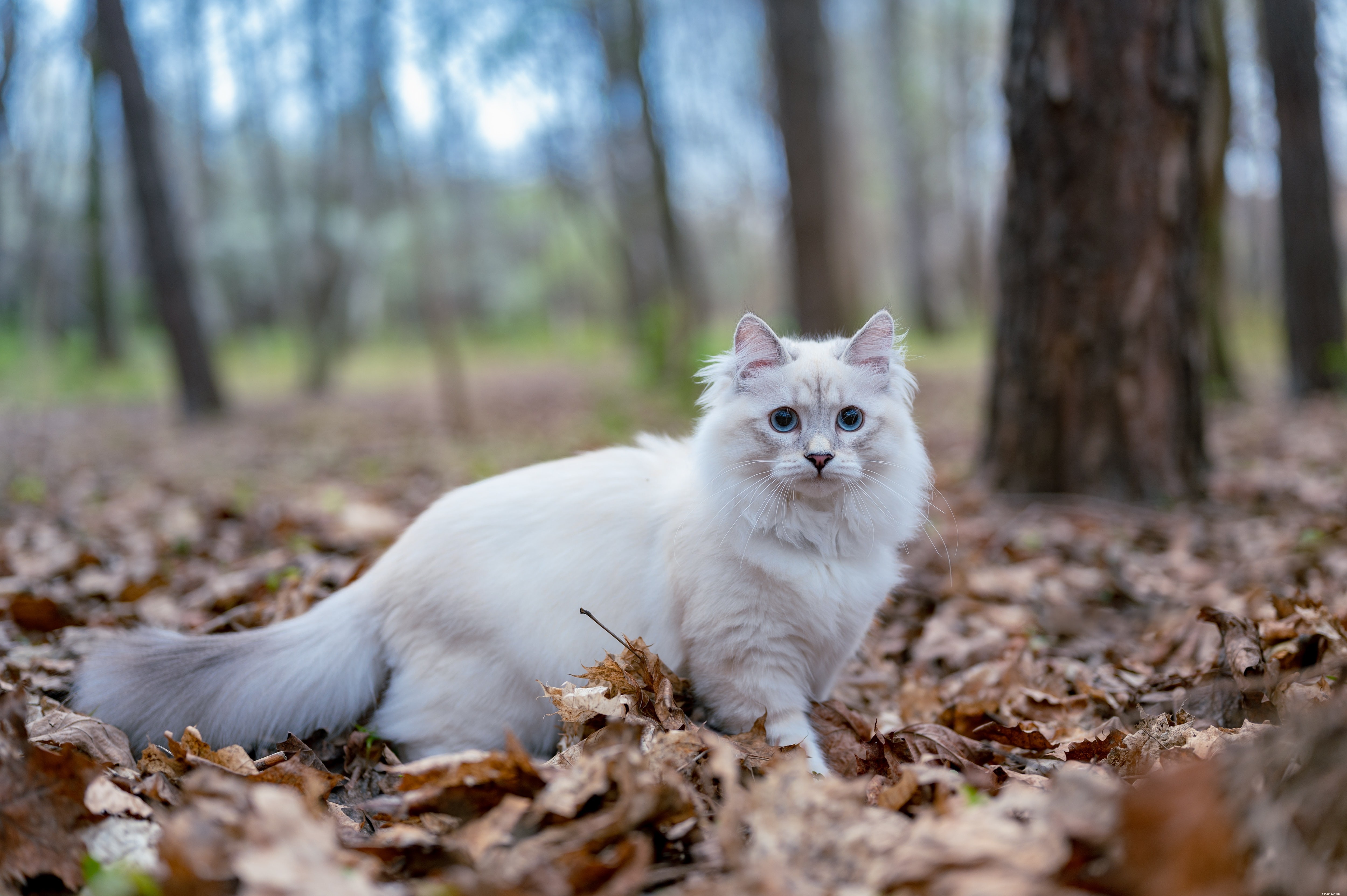 Choosing the Perfect Cat for Your Child: A Guide to Friendly, Patient Pets