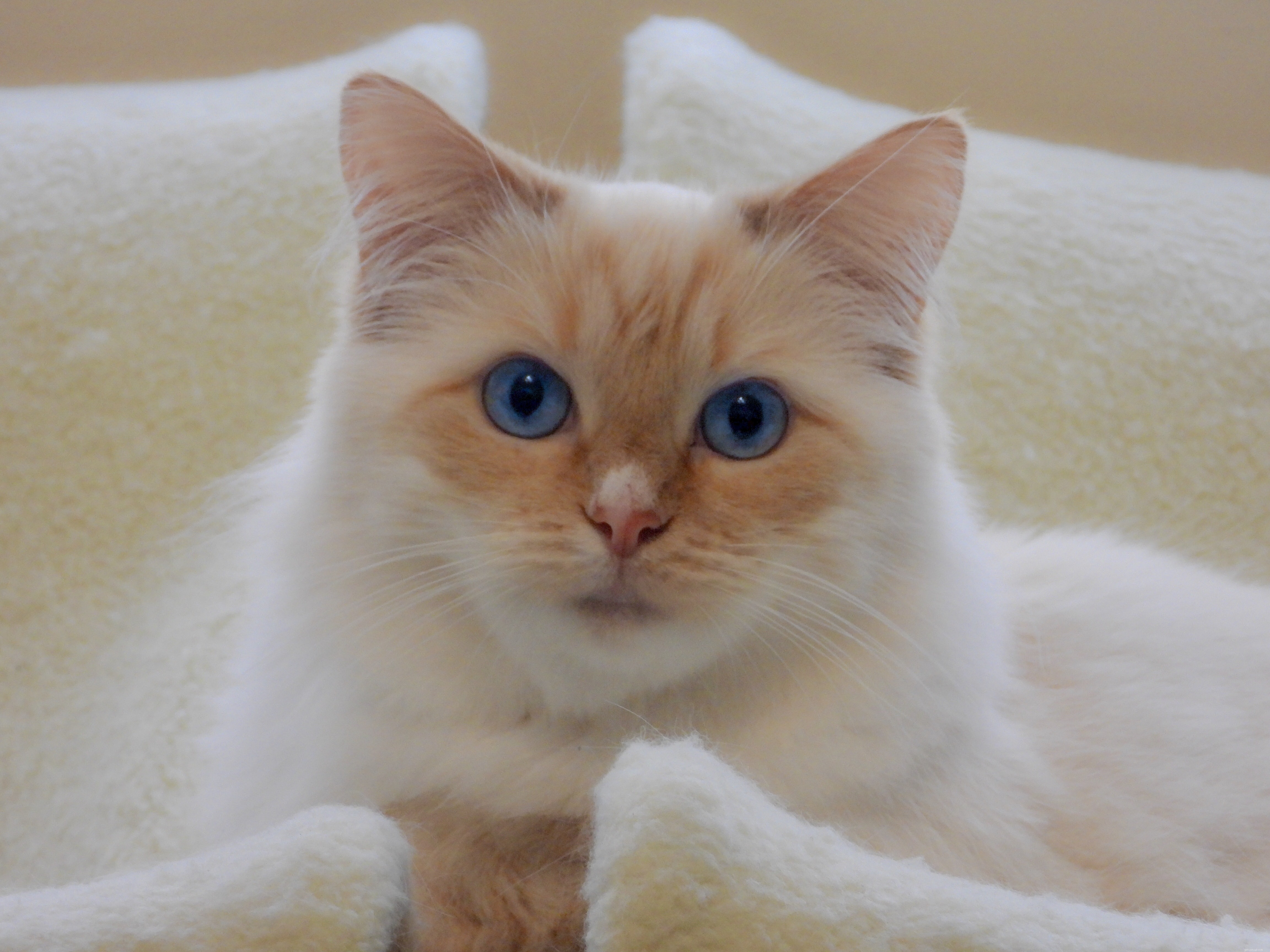 Choosing the Perfect Cat for Your Child: A Guide to Friendly, Patient Pets