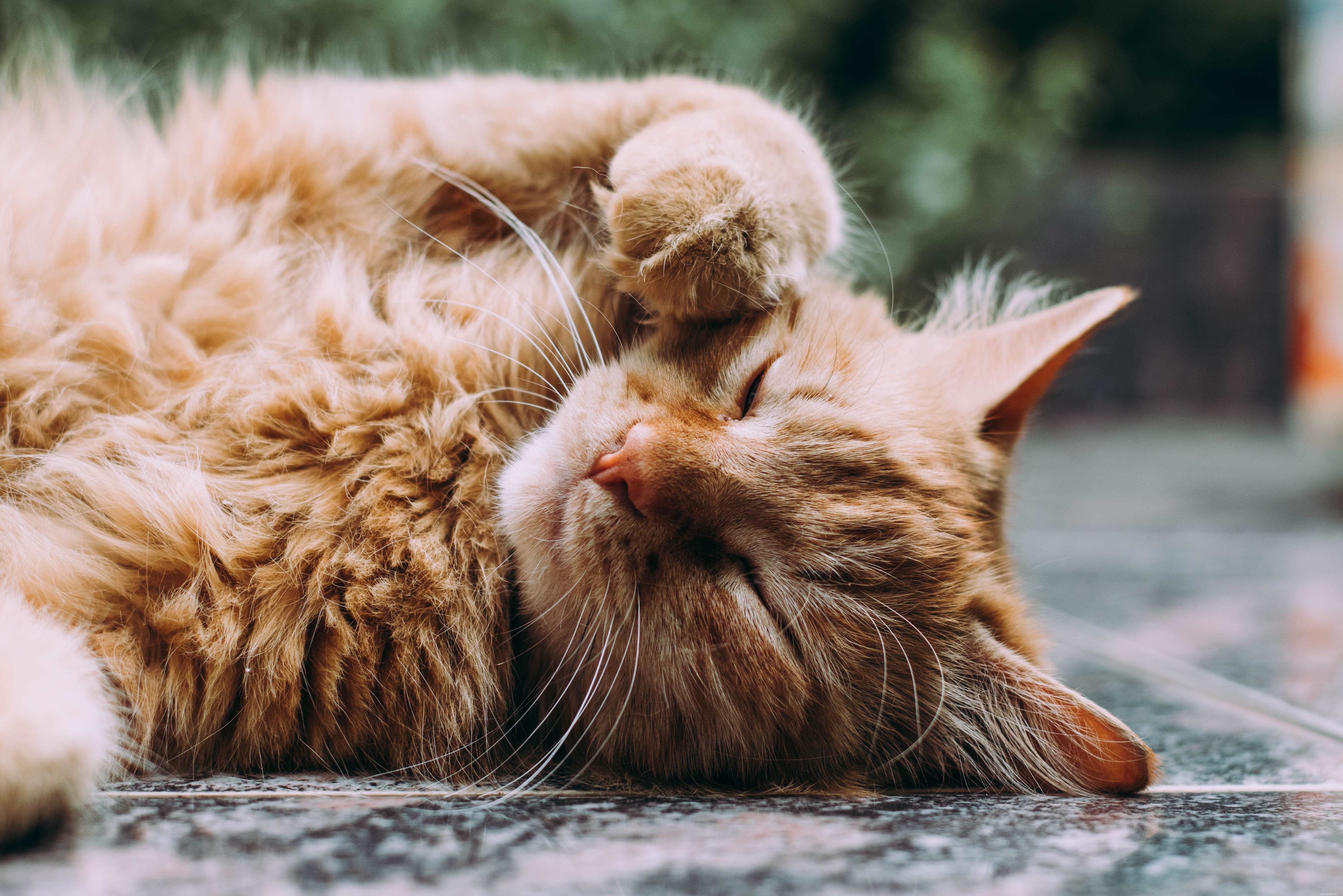 The Complete Guide to Caring for Your Kitten or Cat