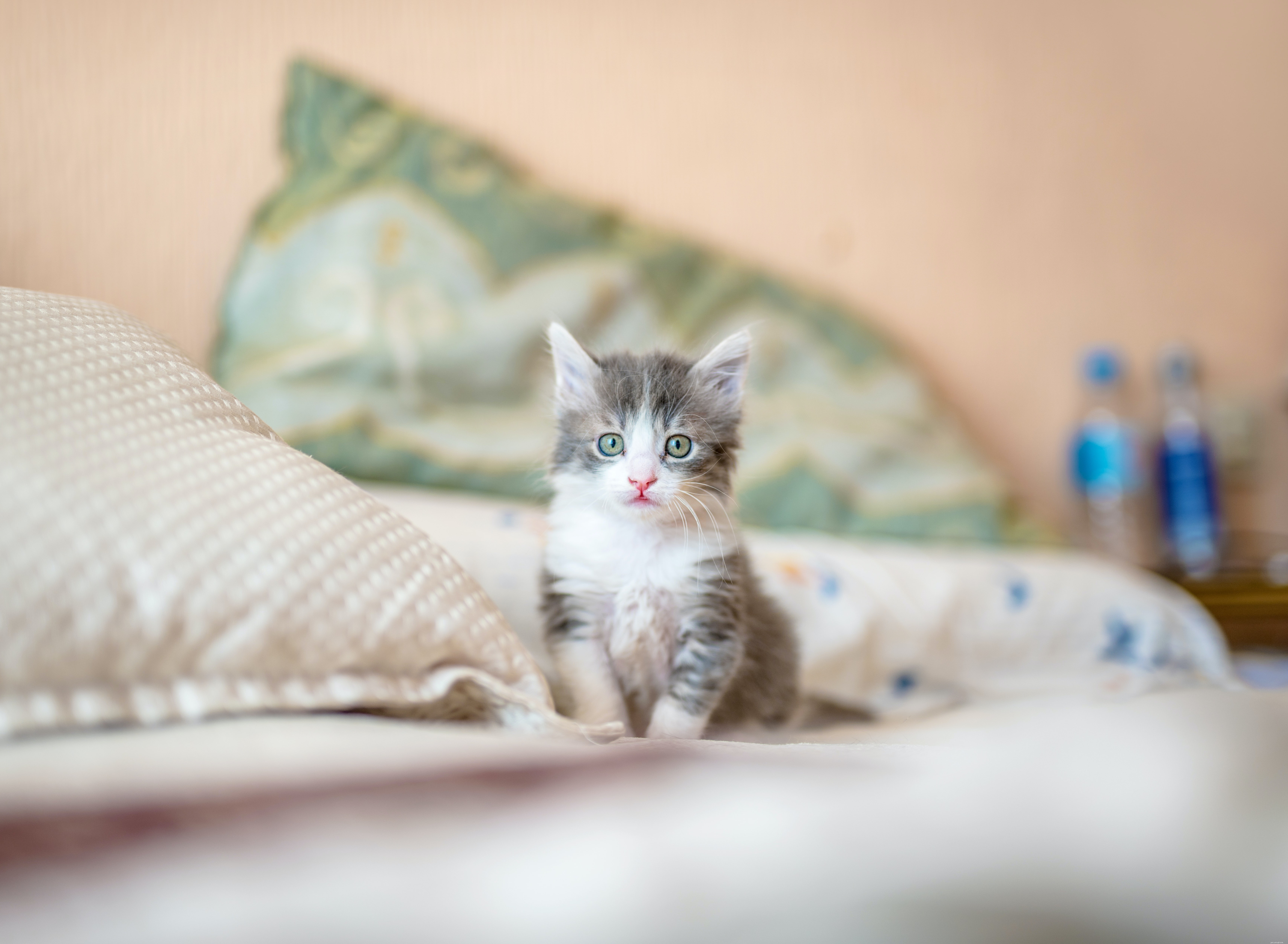 The Complete Guide to Caring for Your Kitten or Cat