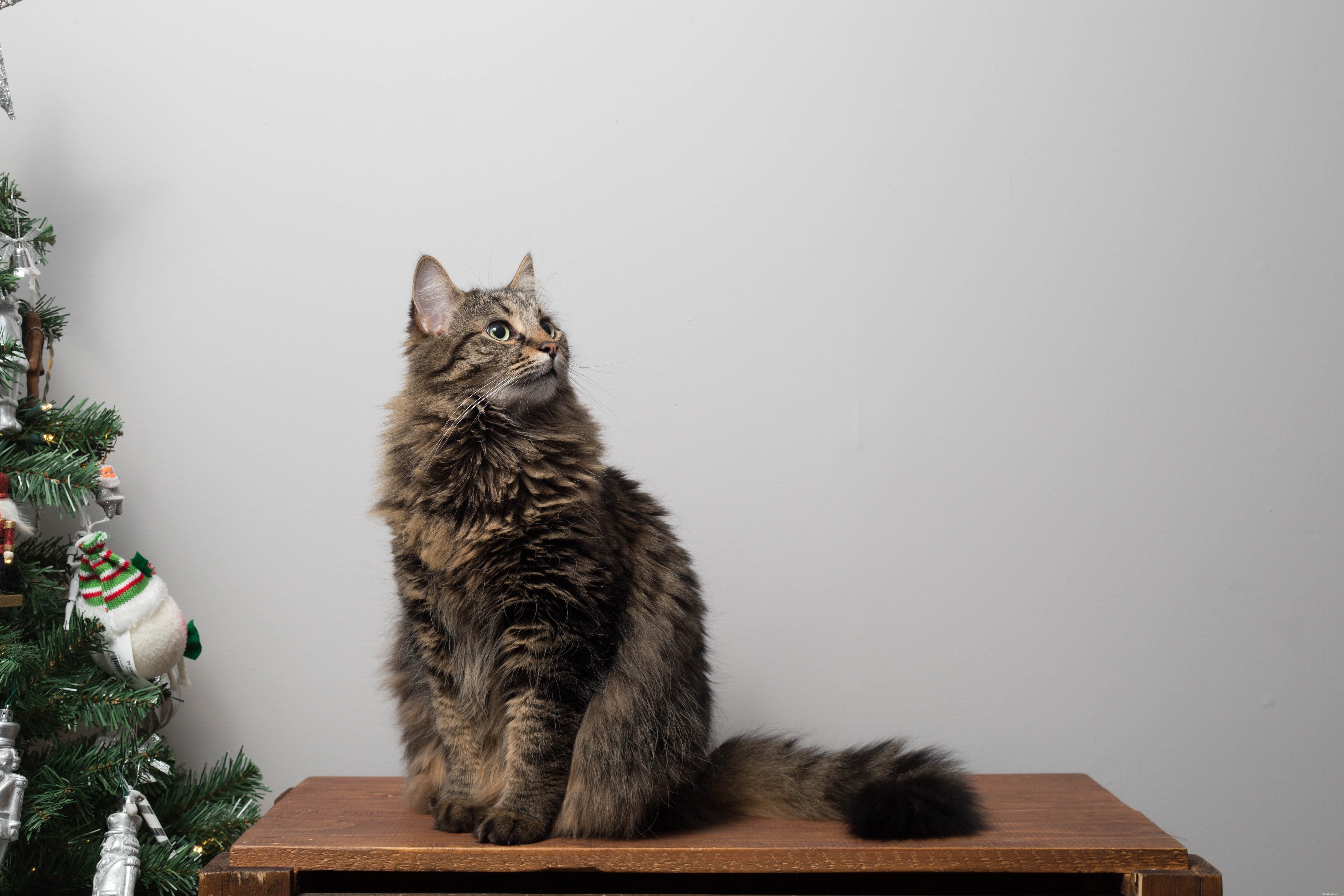 The Complete Guide to Caring for Your Kitten or Cat