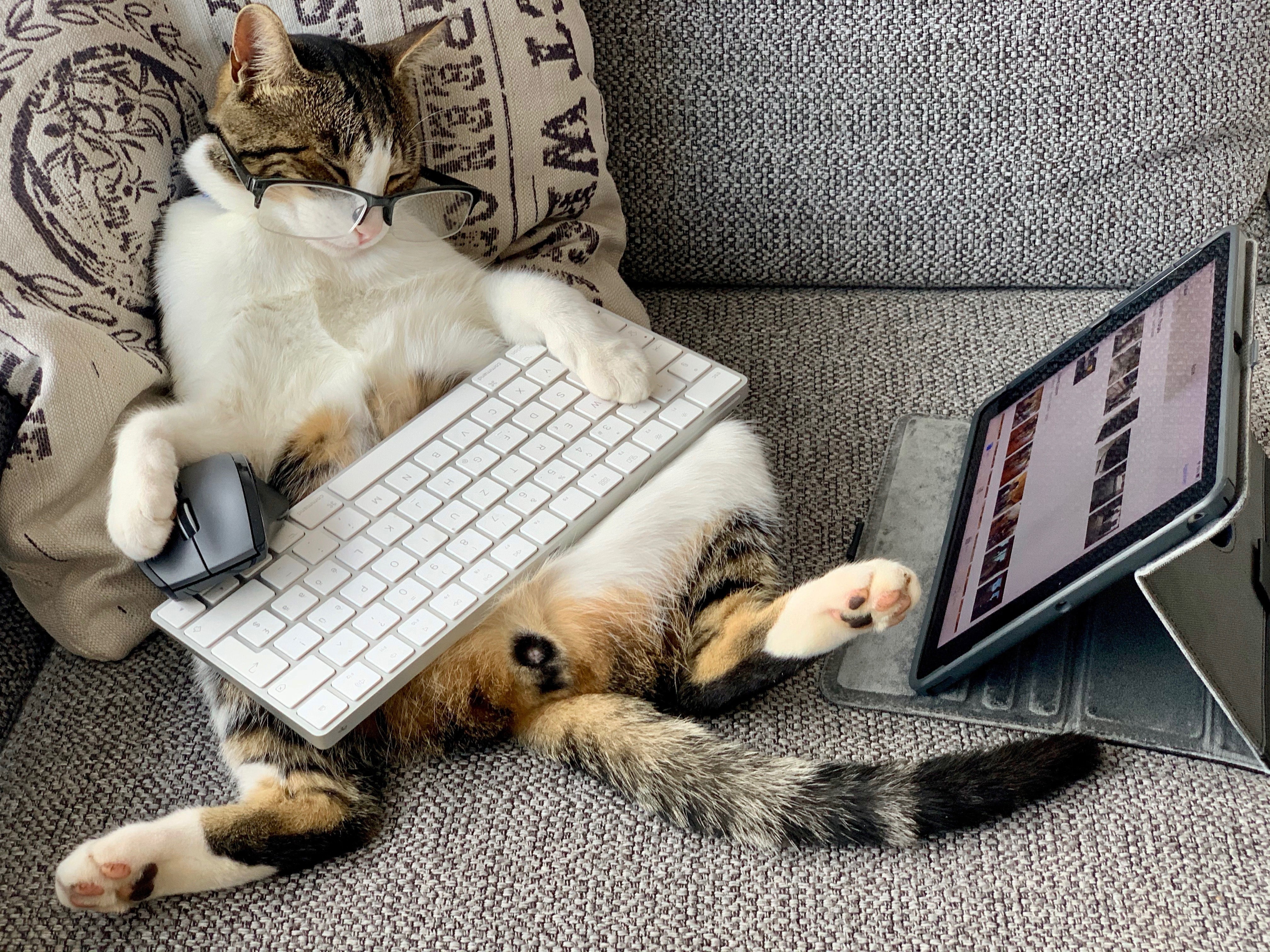 The Complete Guide to Caring for Your Kitten or Cat