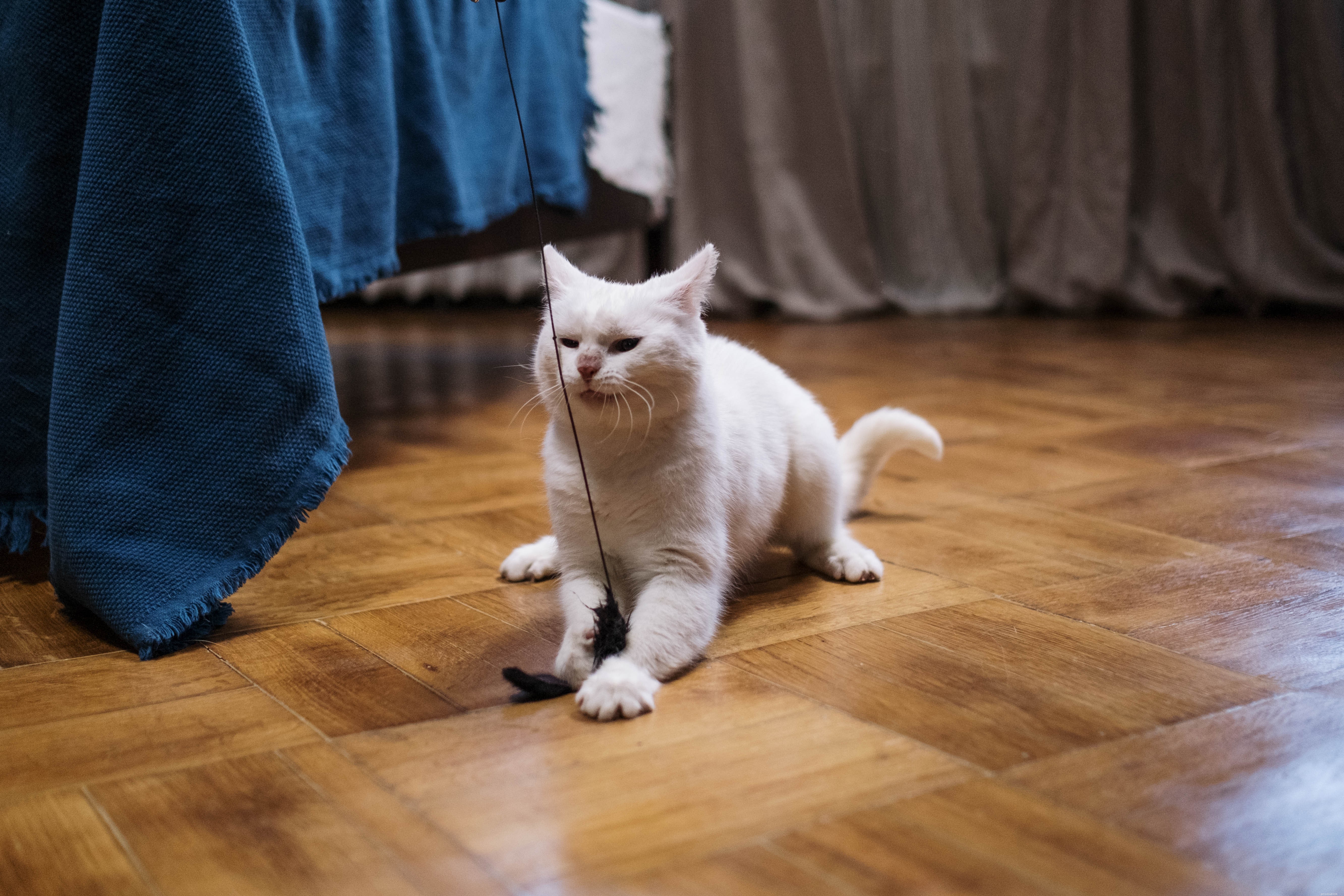 Effective Ways to Play with Your Cat Every Day