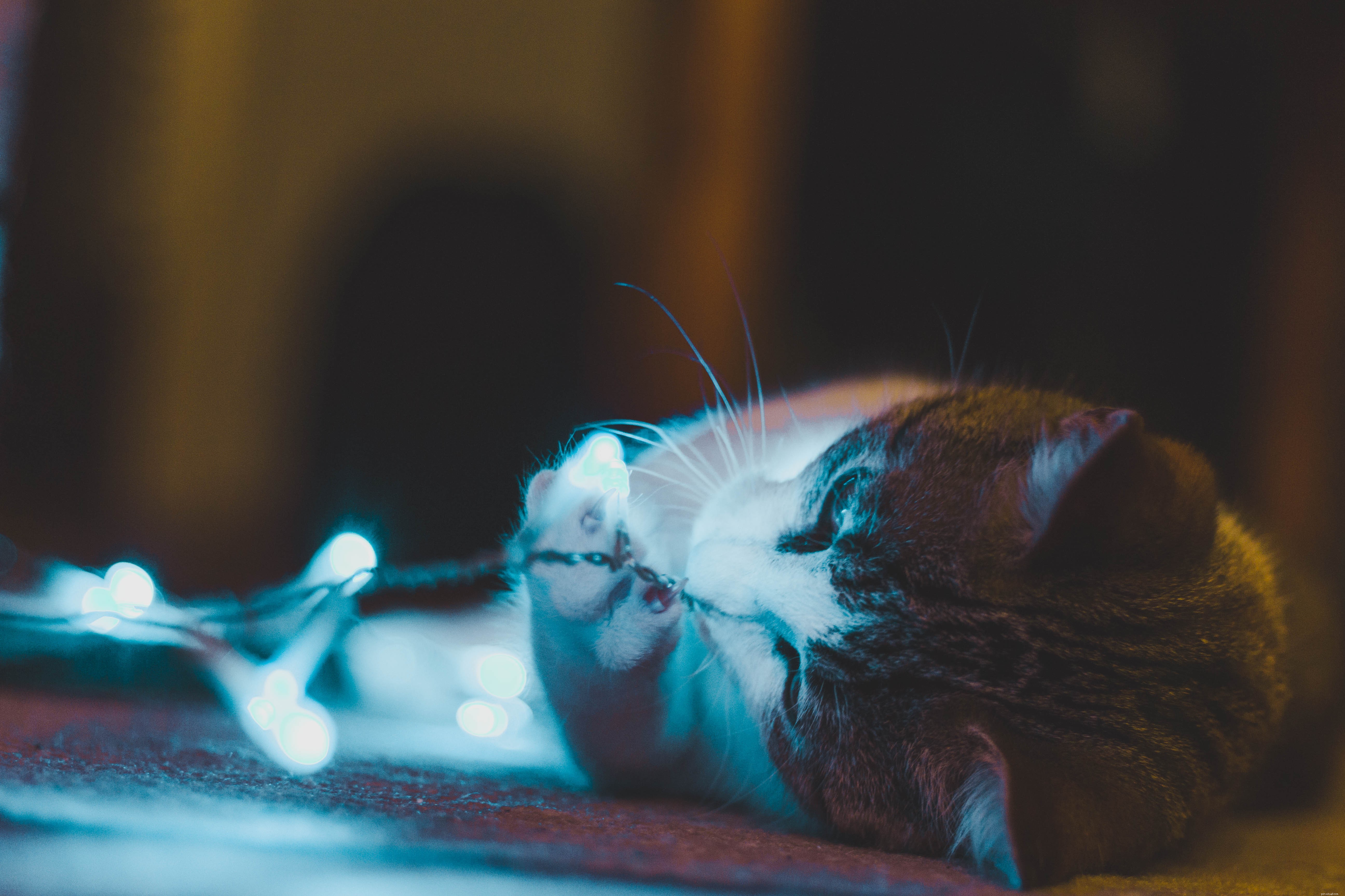 Effective Ways to Play with Your Cat Every Day