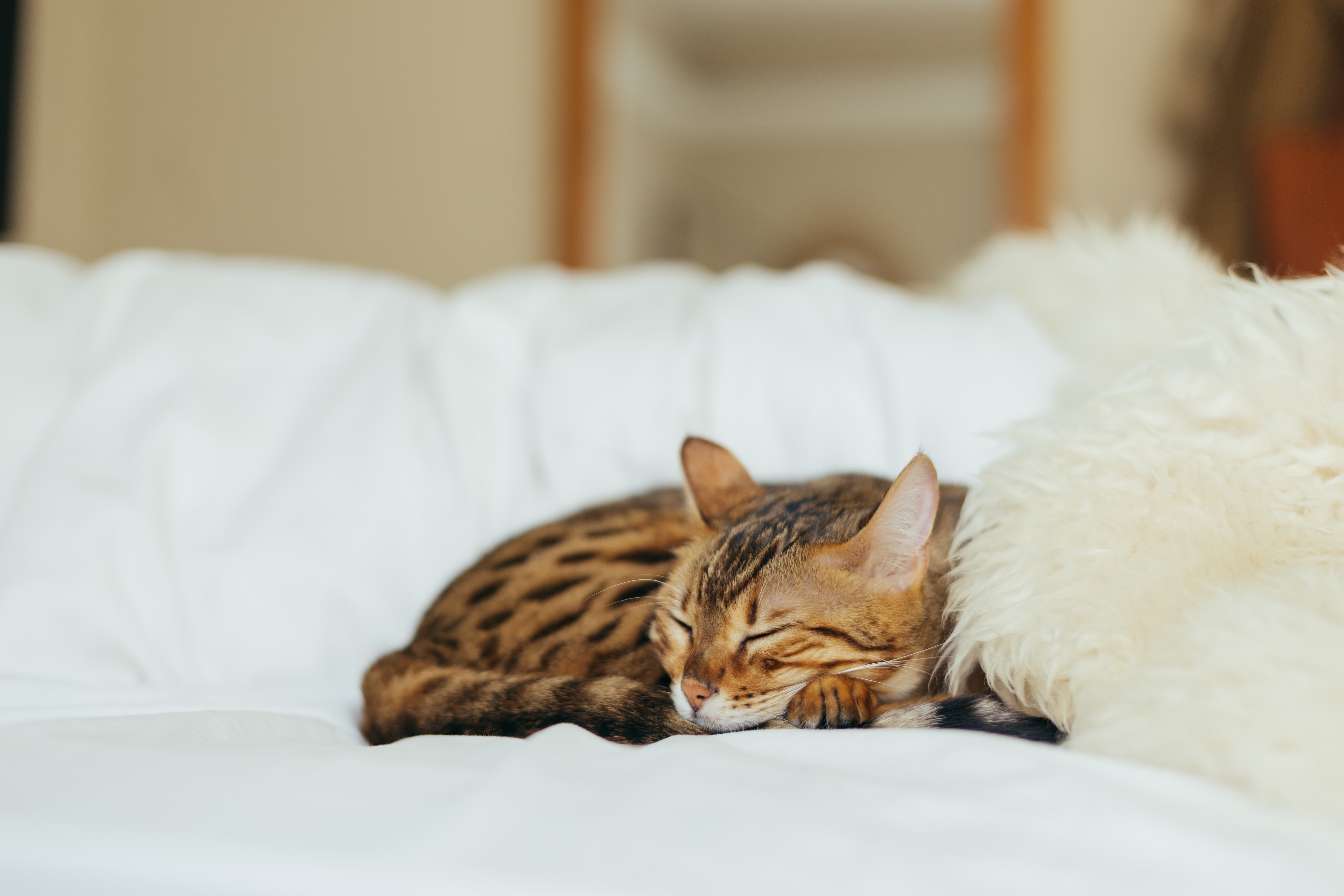 How to Spot Cat Health Issues Early