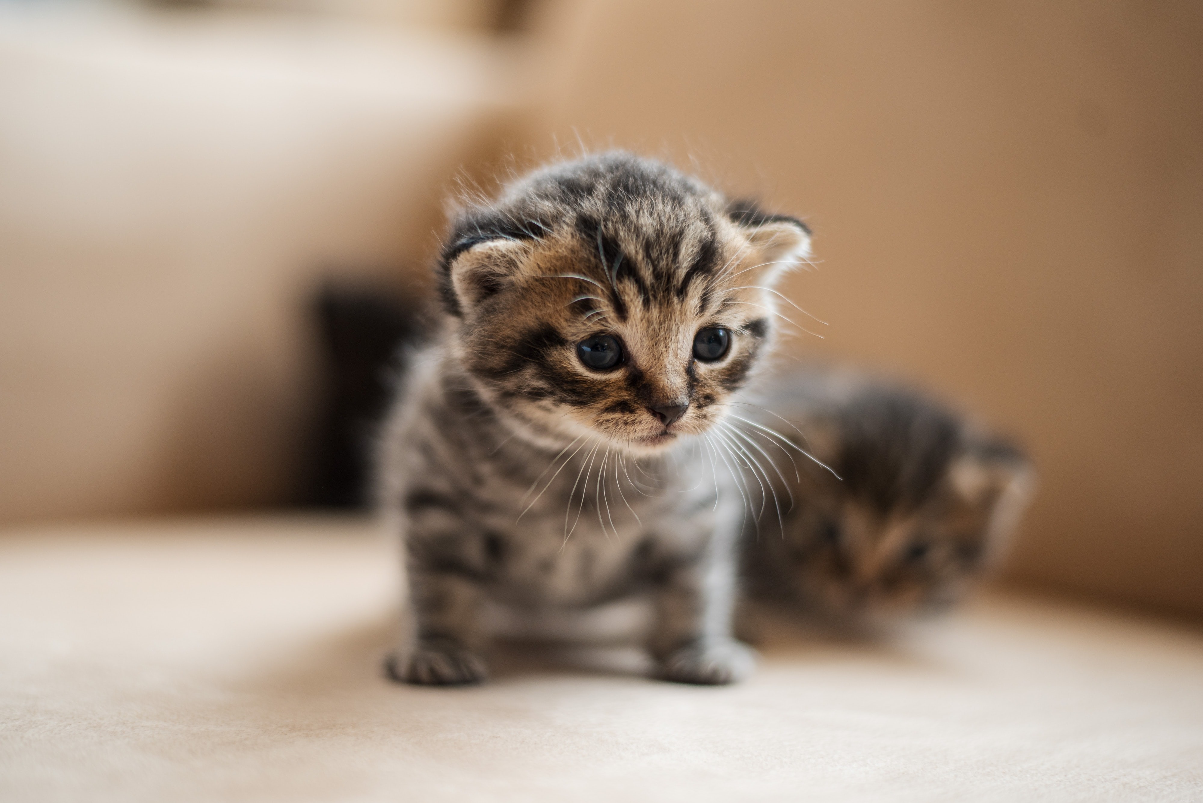 How to Spot Cat Health Issues Early