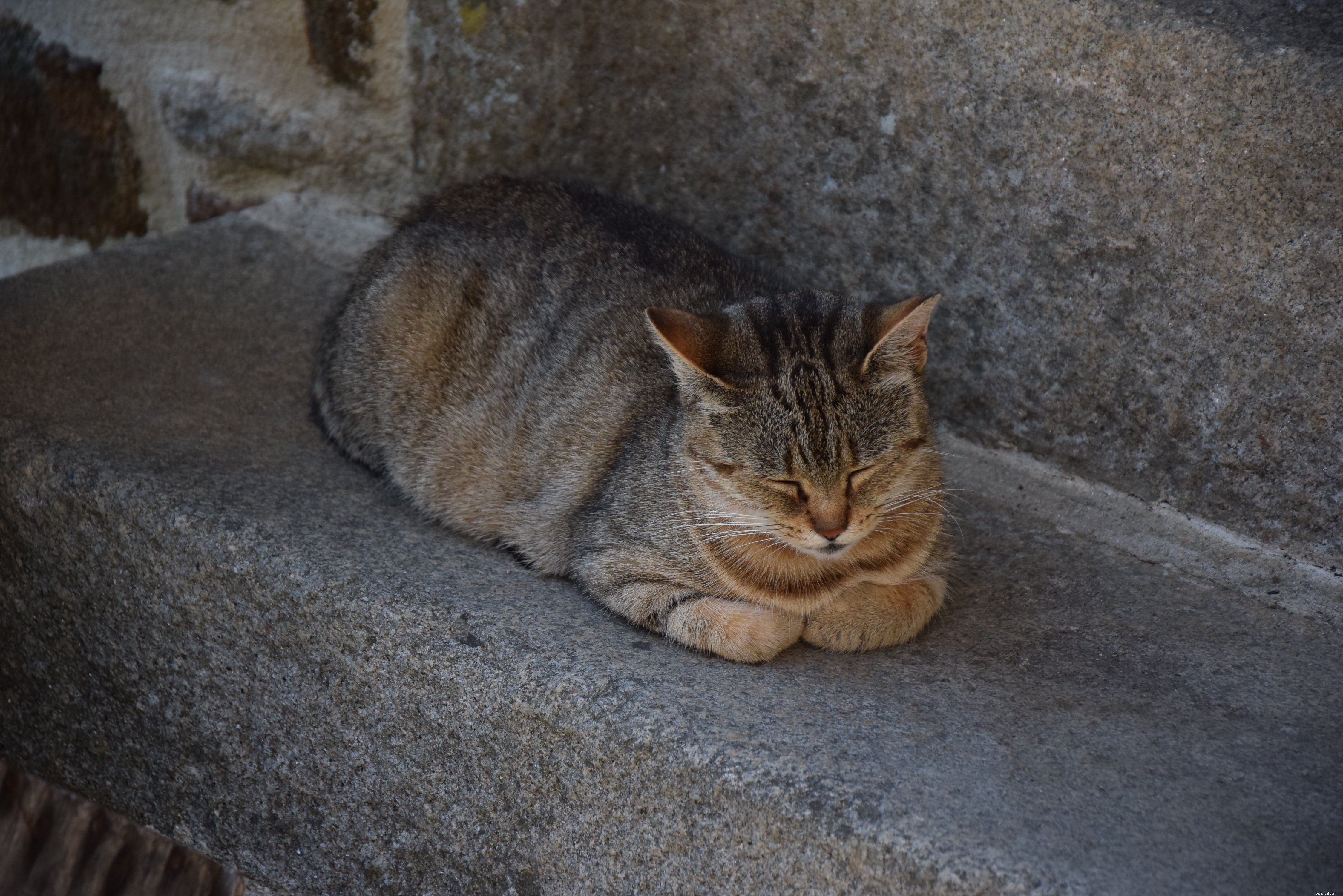 How to Spot Cat Health Issues Early