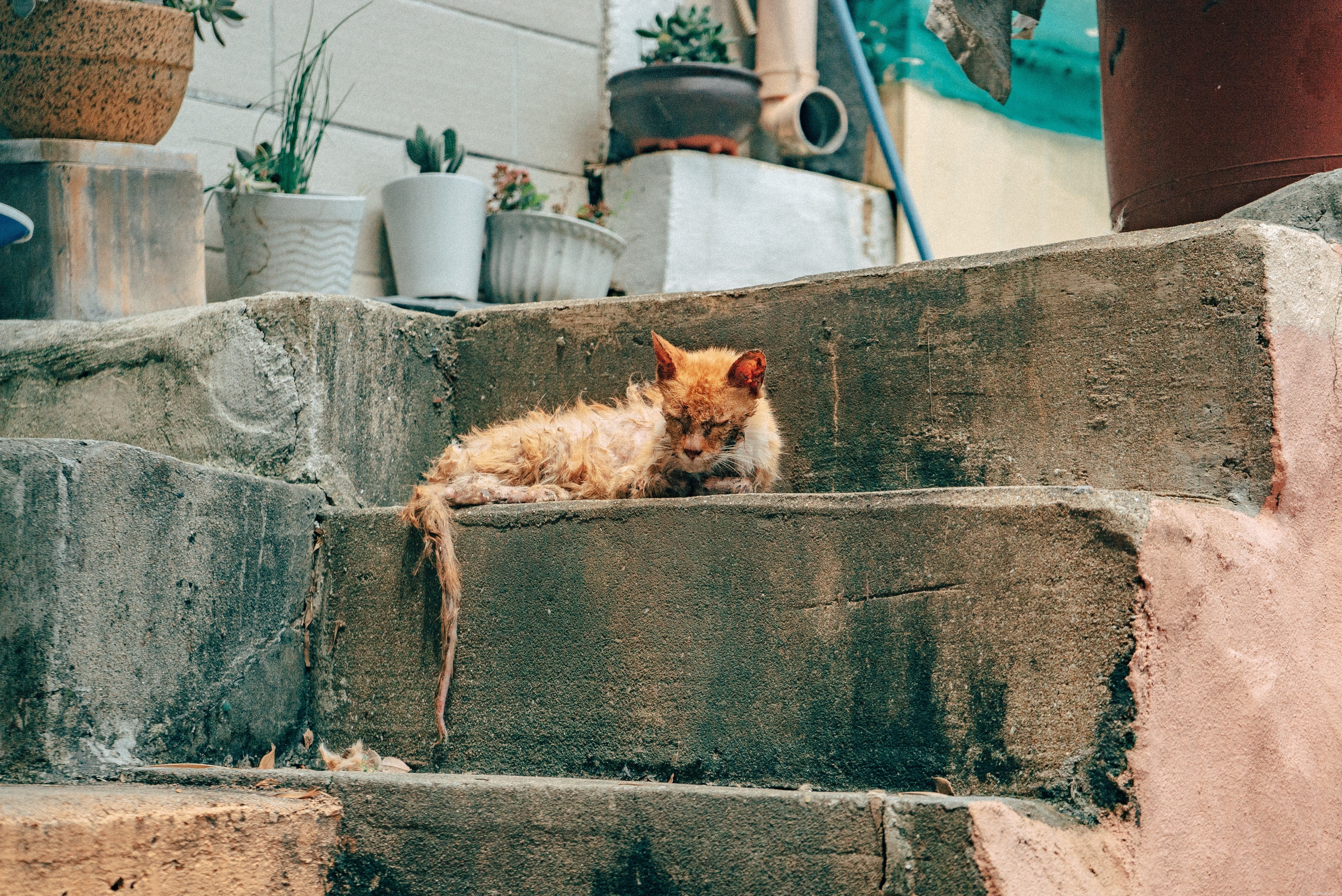 How to Spot Cat Health Issues Early