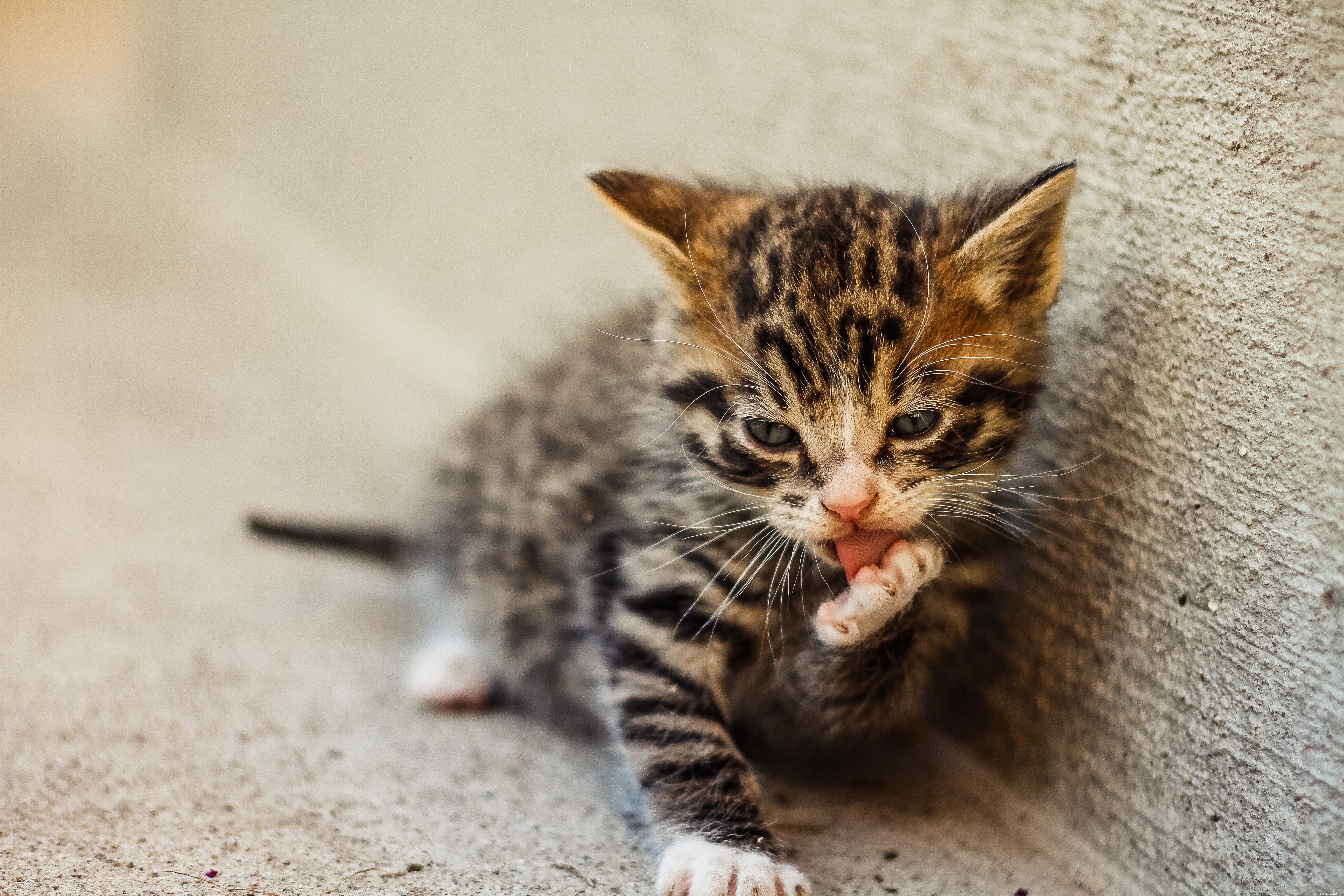 How to Spot Cat Health Issues Early