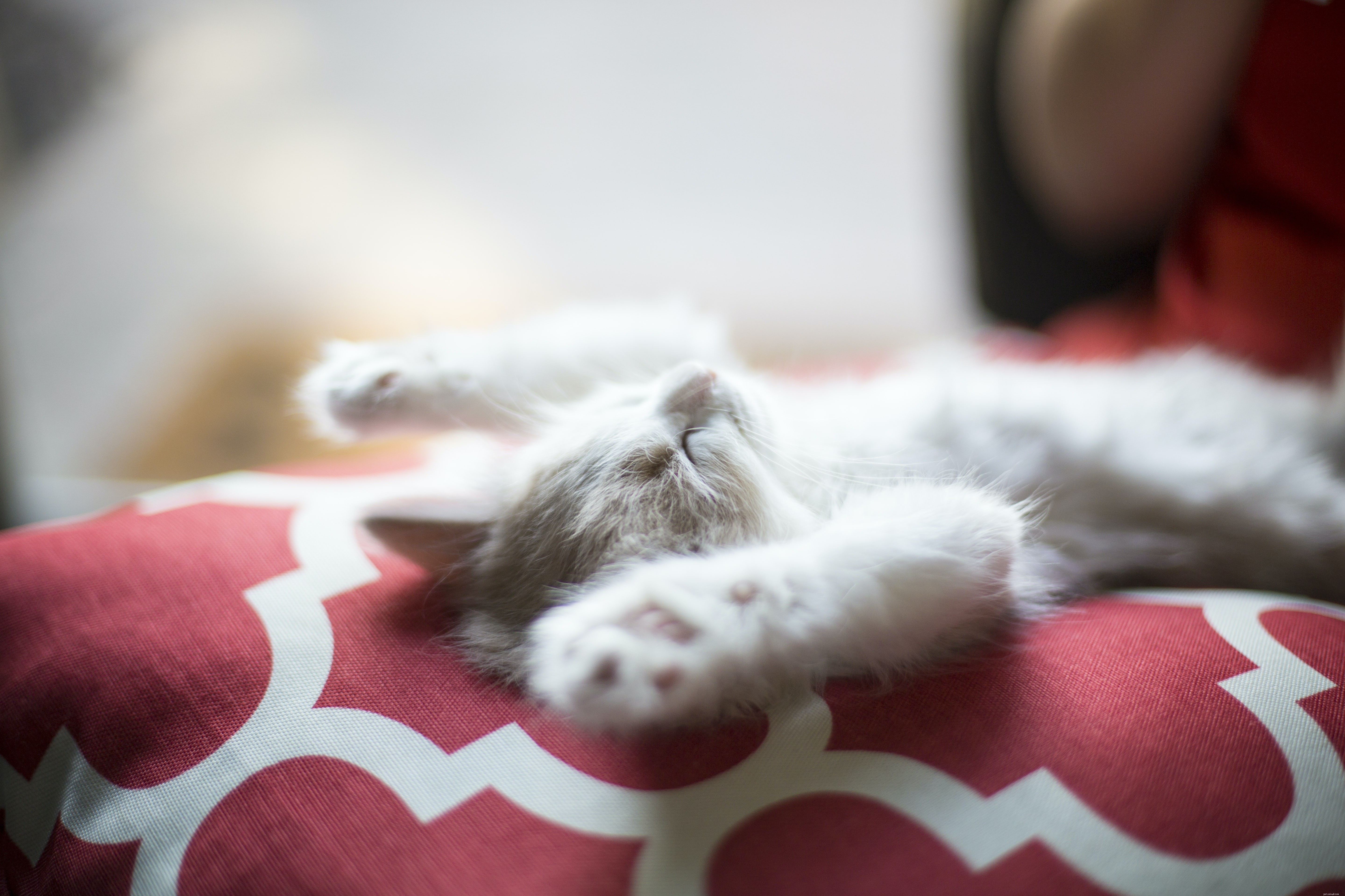 How to Spot Cat Health Issues Early