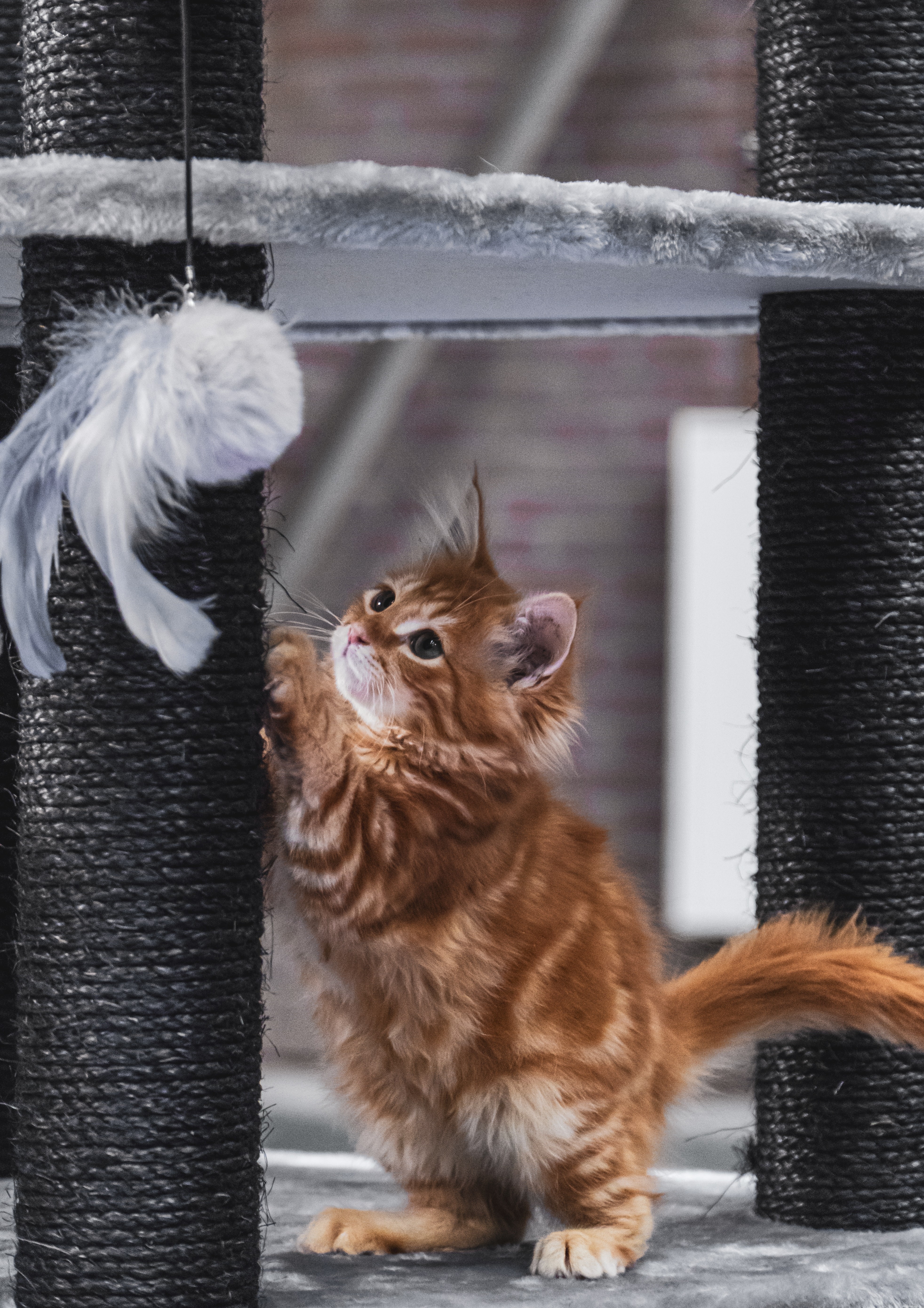Create Your Own Cat Tree: A Simple, Cost-Effective DIY Guide