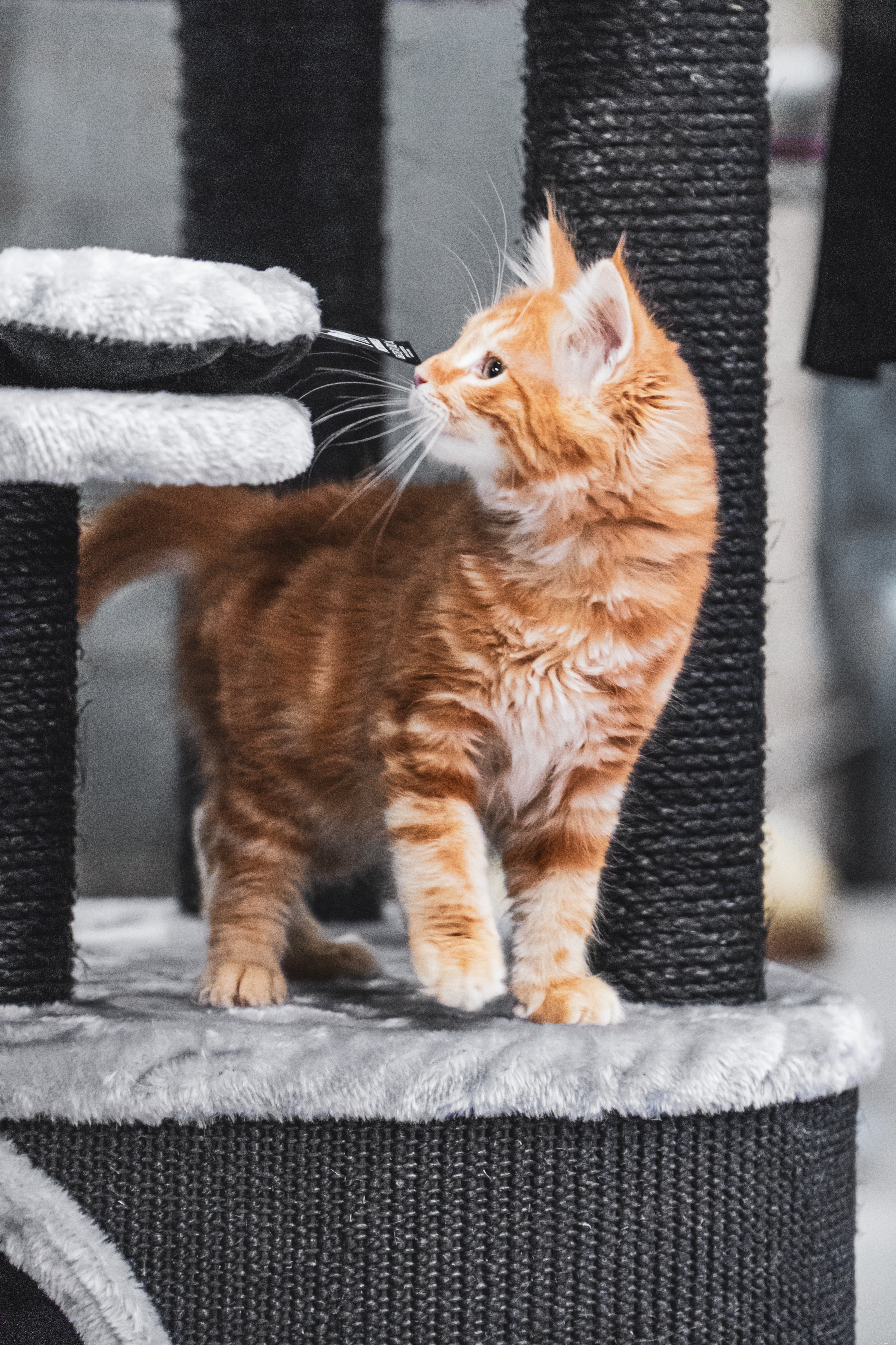 Create Your Own Cat Tree: A Simple, Cost-Effective DIY Guide