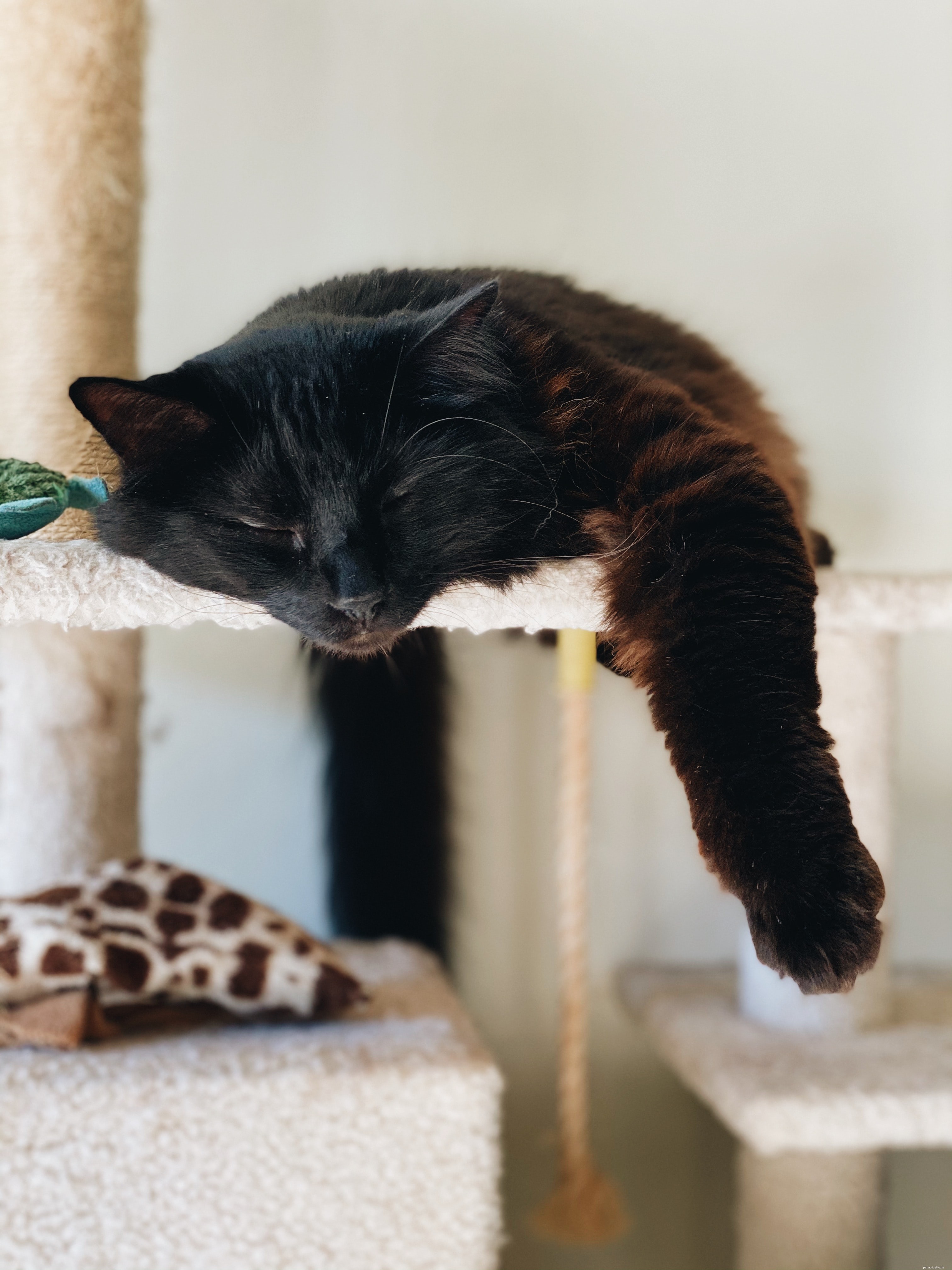 Create Your Own Cat Tree: A Simple, Cost-Effective DIY Guide