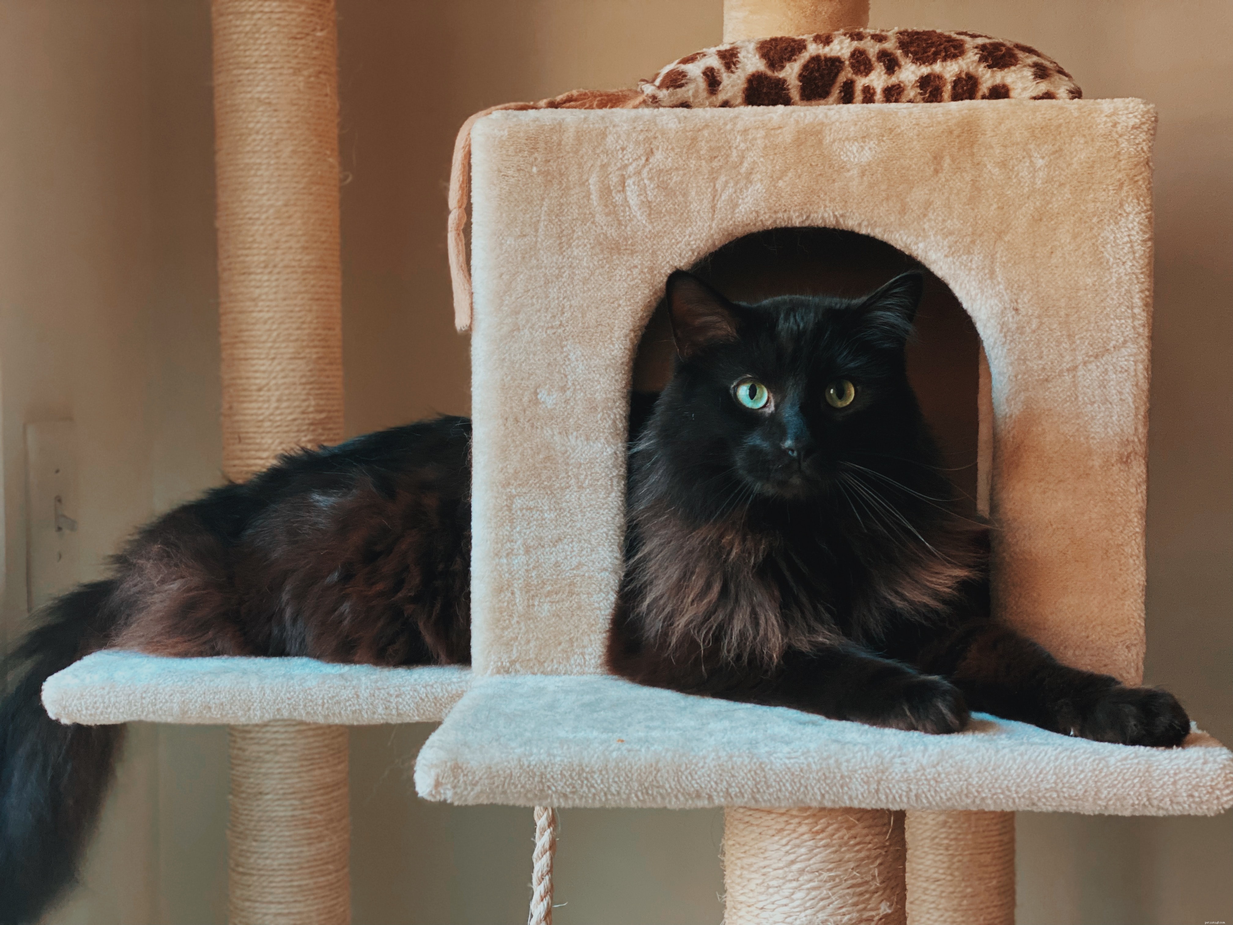 Create Your Own Cat Tree: A Simple, Cost-Effective DIY Guide