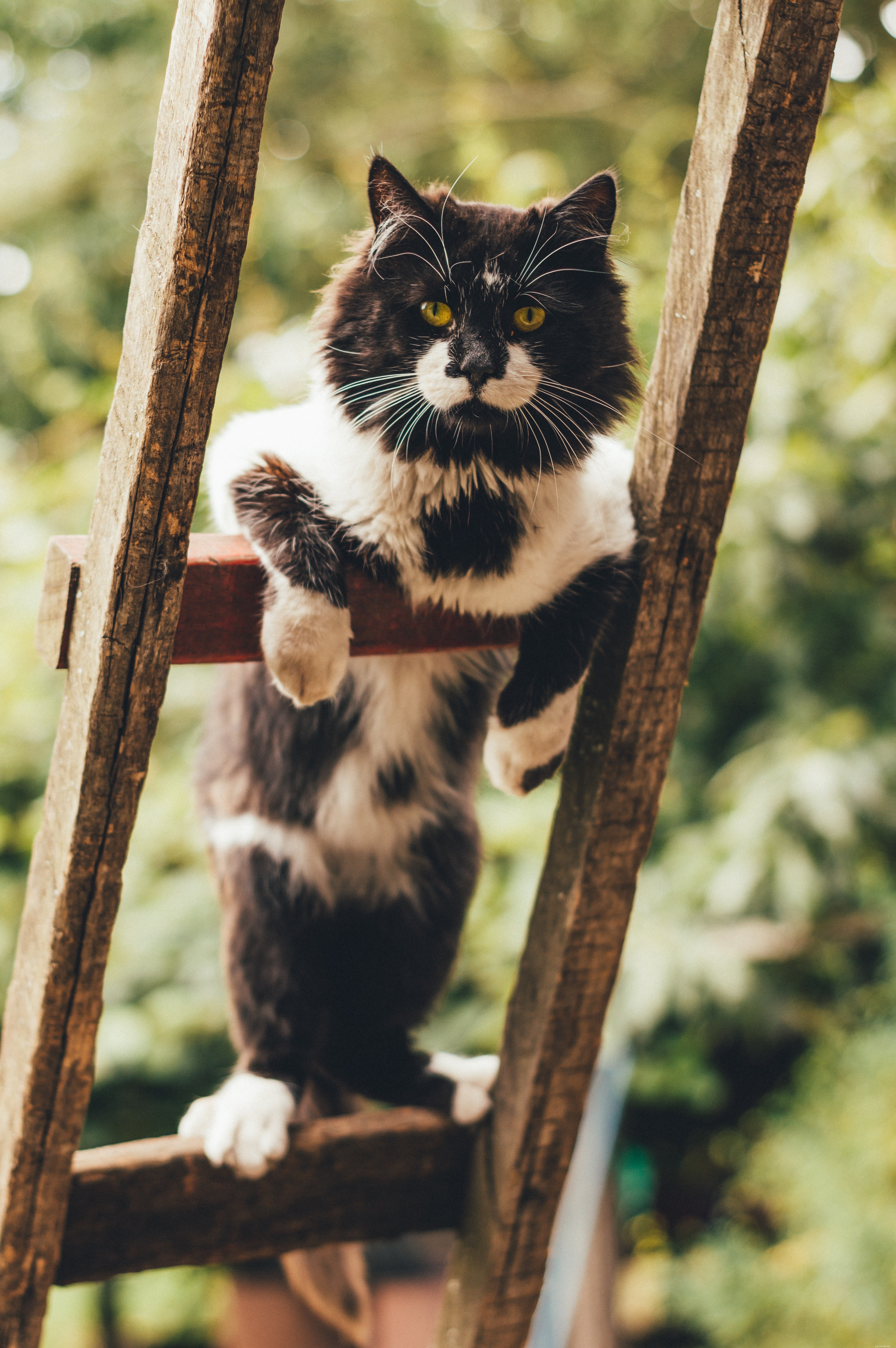 Create Your Own Cat Tree: A Simple, Cost-Effective DIY Guide