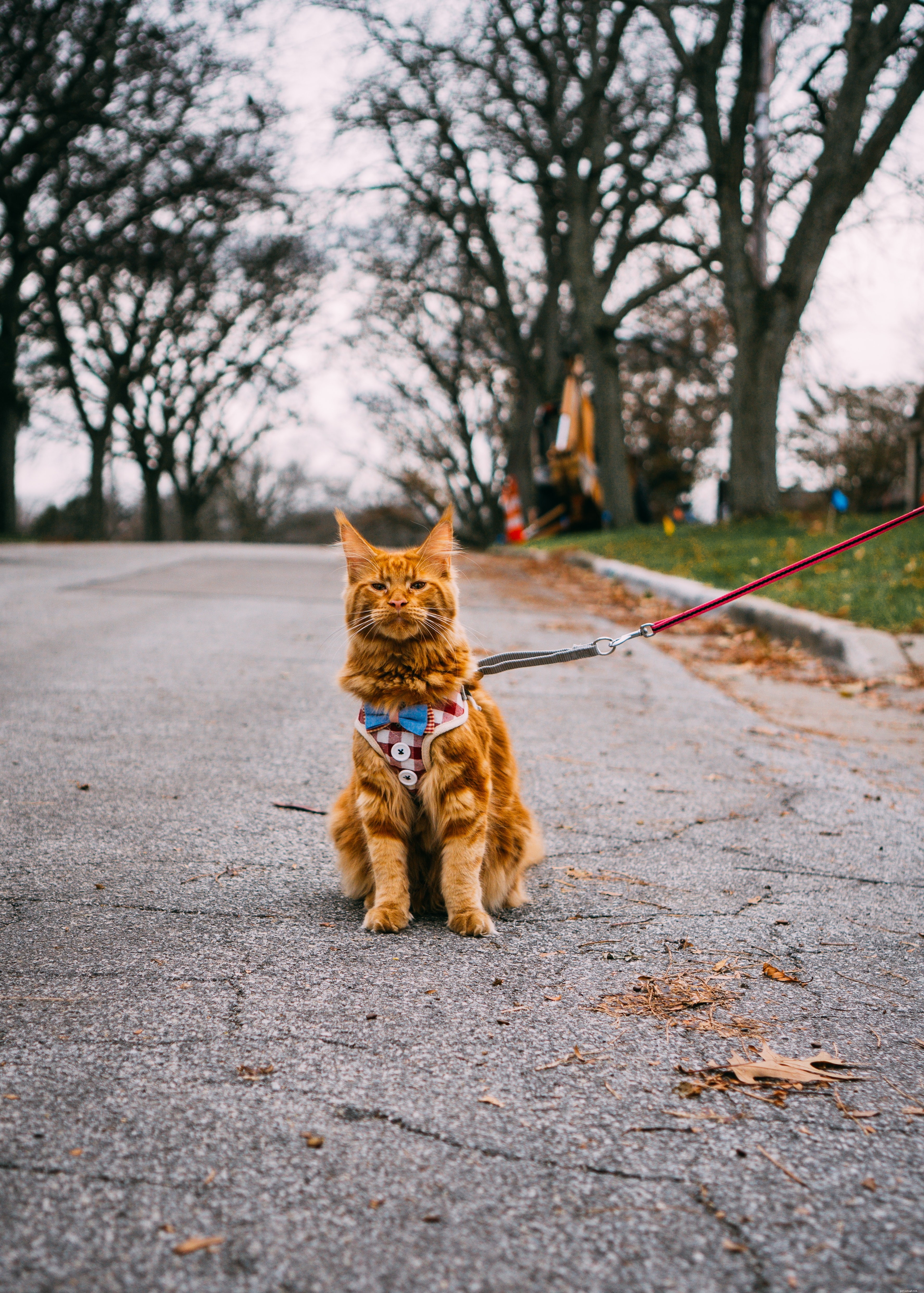 How to Train Your Cat to Walk on a Leash – Step‑by‑Step Guide