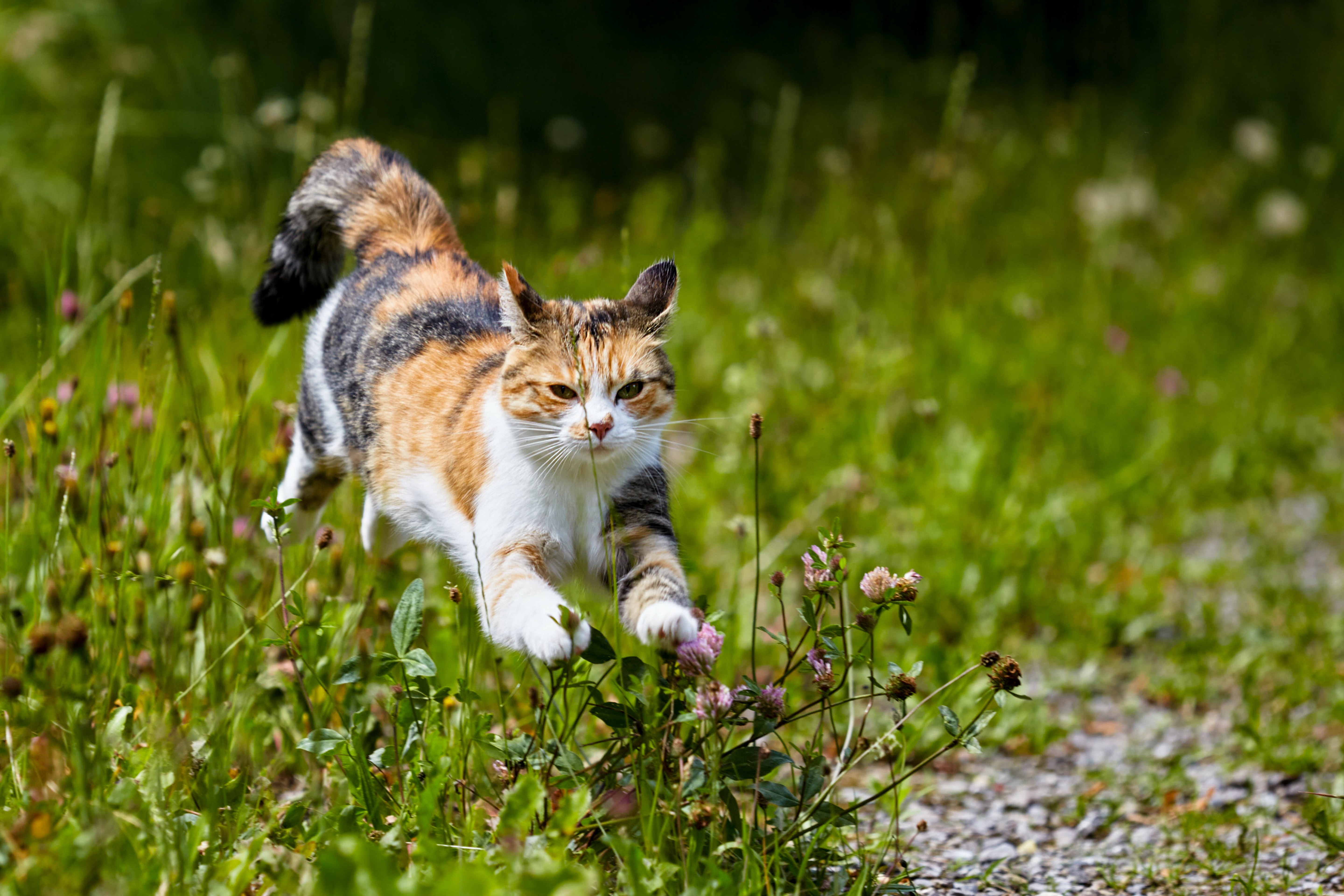 Bathing Your Cat: When, How, and Why It’s Safe