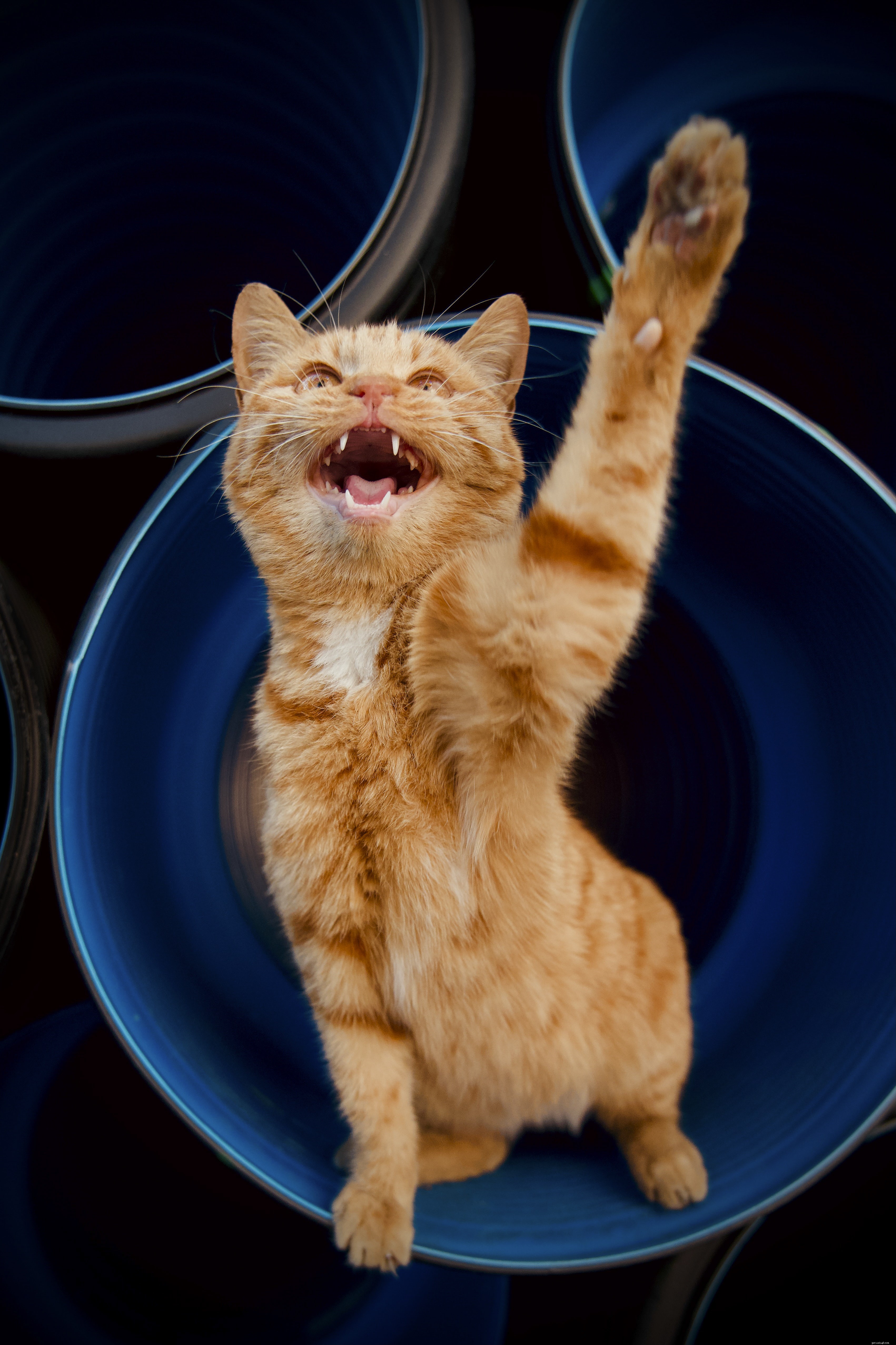 Bathing Your Cat: When, How, and Why It’s Safe