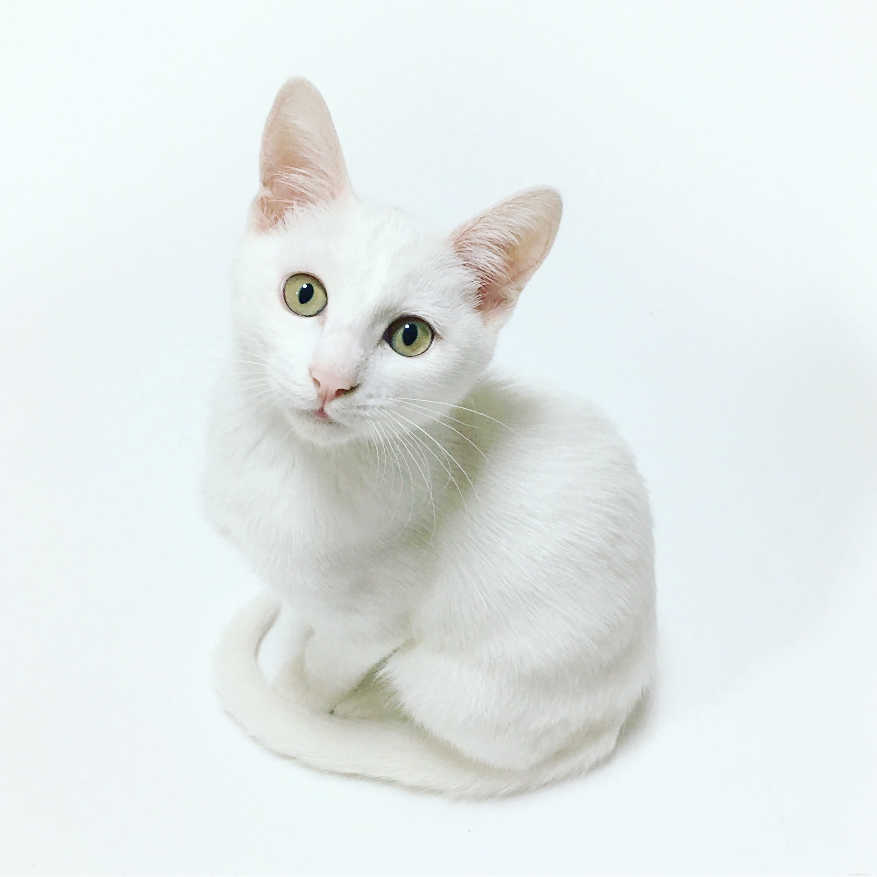 Bathing Your Cat: When, How, and Why It’s Safe