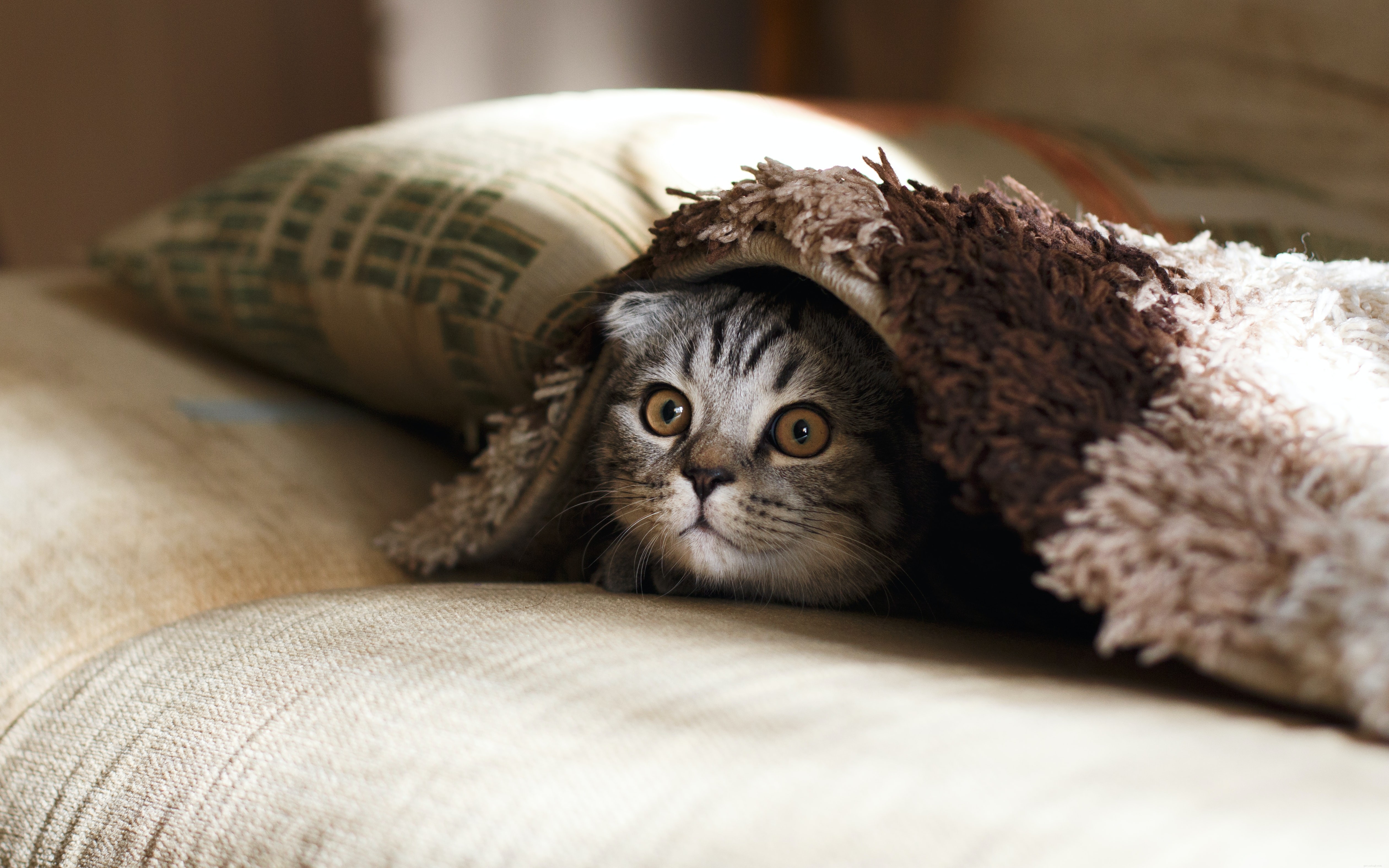 Bathing Your Cat: When, How, and Why It’s Safe