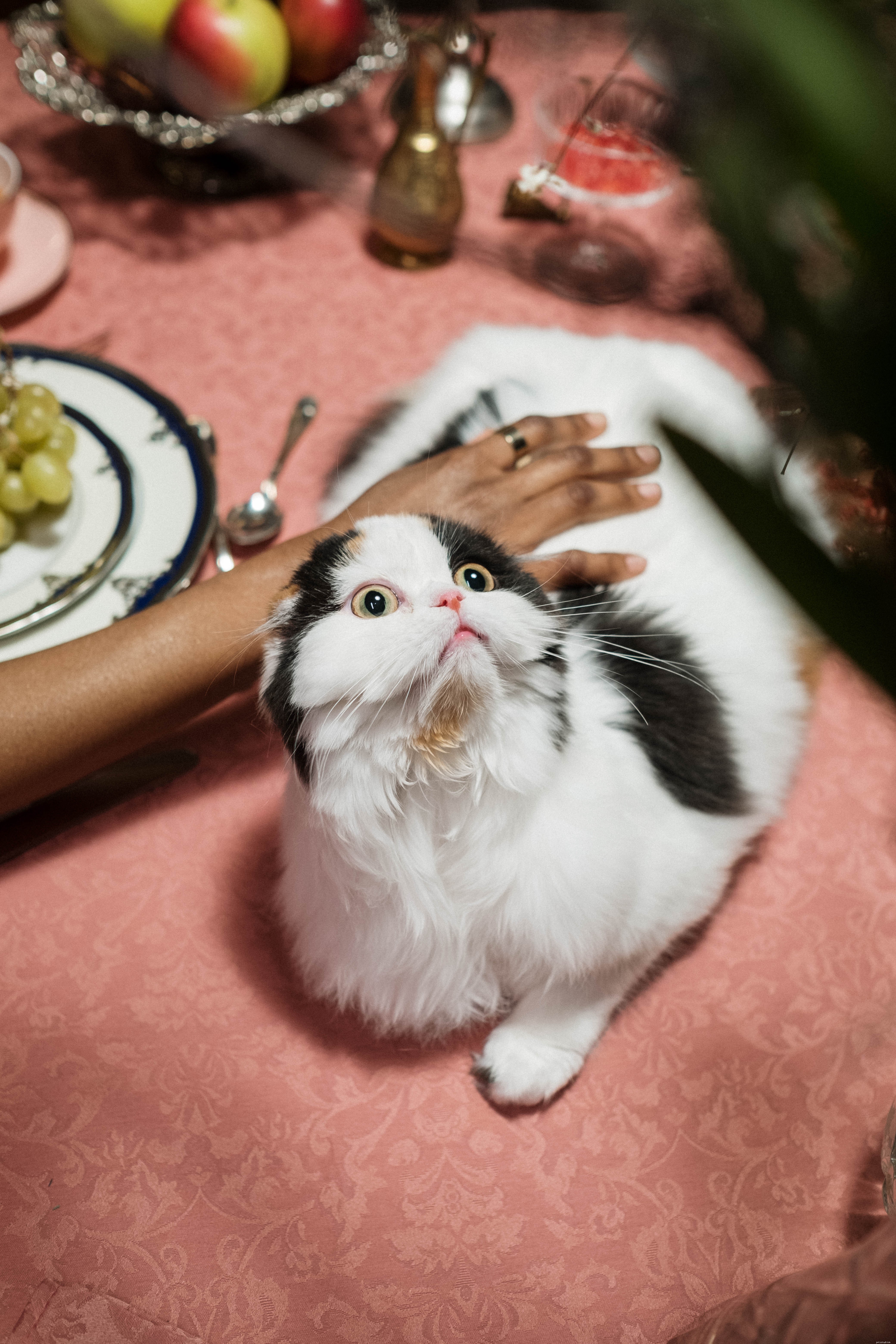 Felinotherapy: Proven Cat-Based Therapy for Stress Relief and Well‑Being