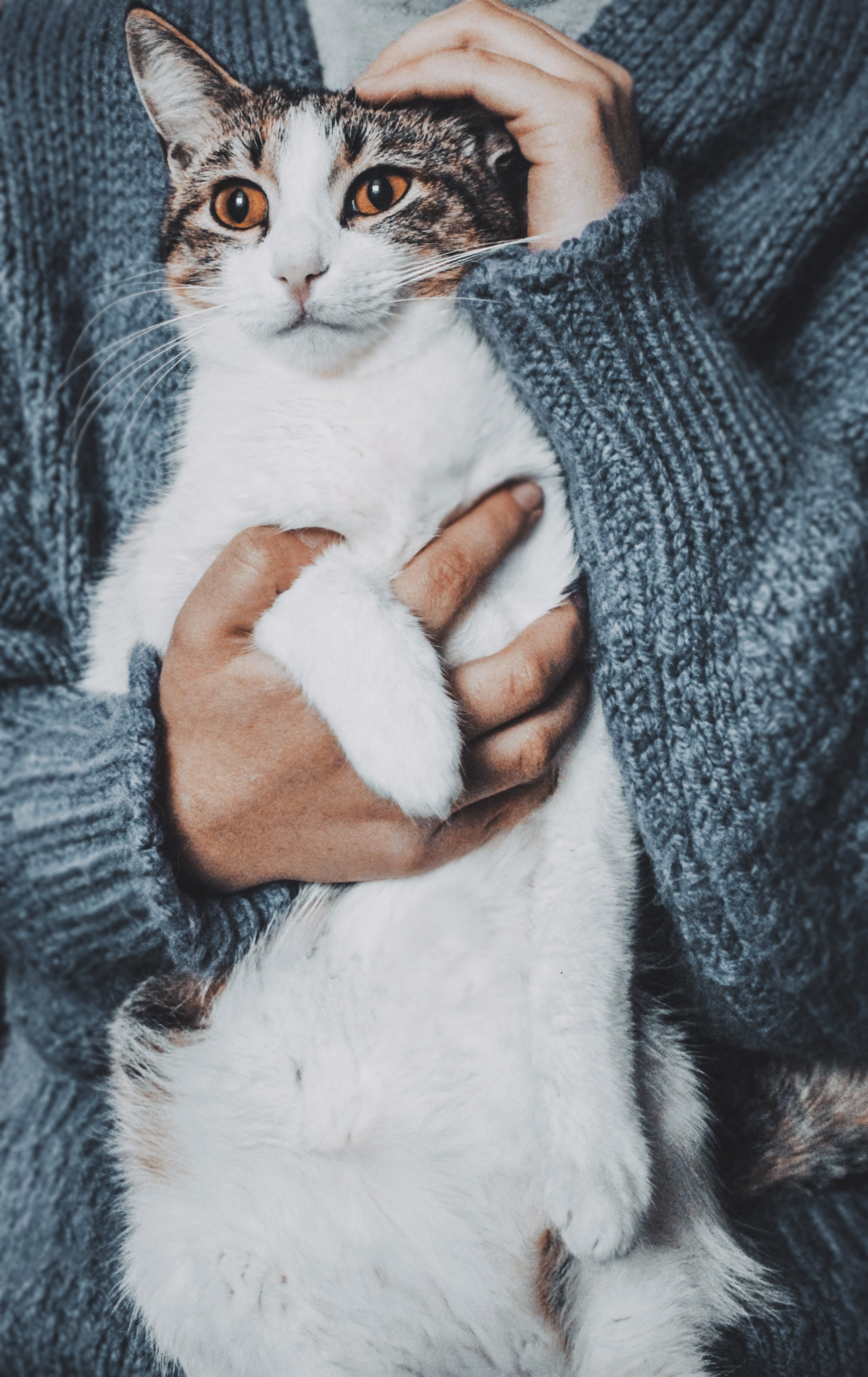 Felinotherapy: Proven Cat-Based Therapy for Stress Relief and Well‑Being