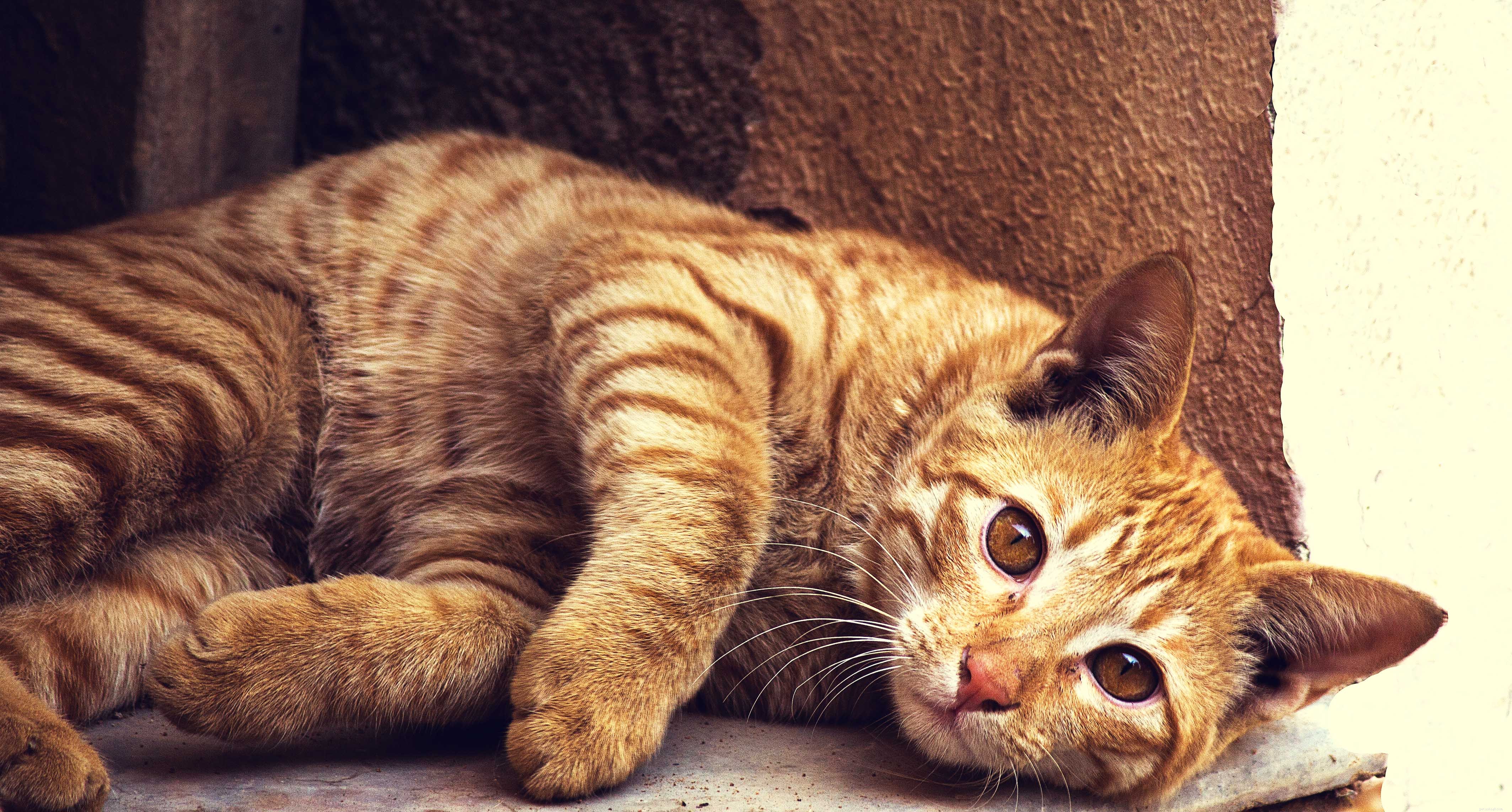 Understanding and Managing Cat Vomiting: Causes, Symptoms, and Treatment