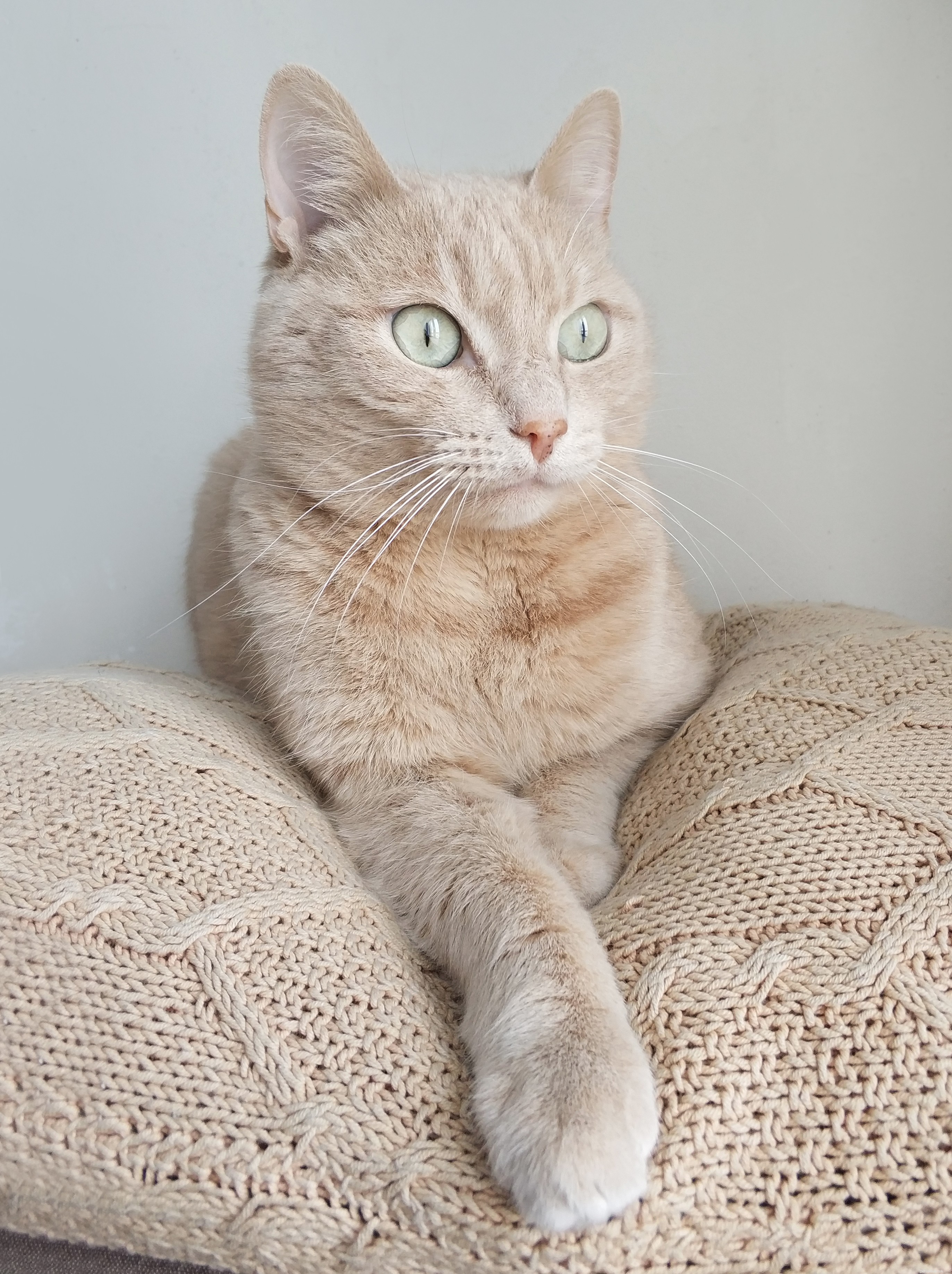 Understanding and Managing Cat Vomiting: Causes, Symptoms, and Treatment